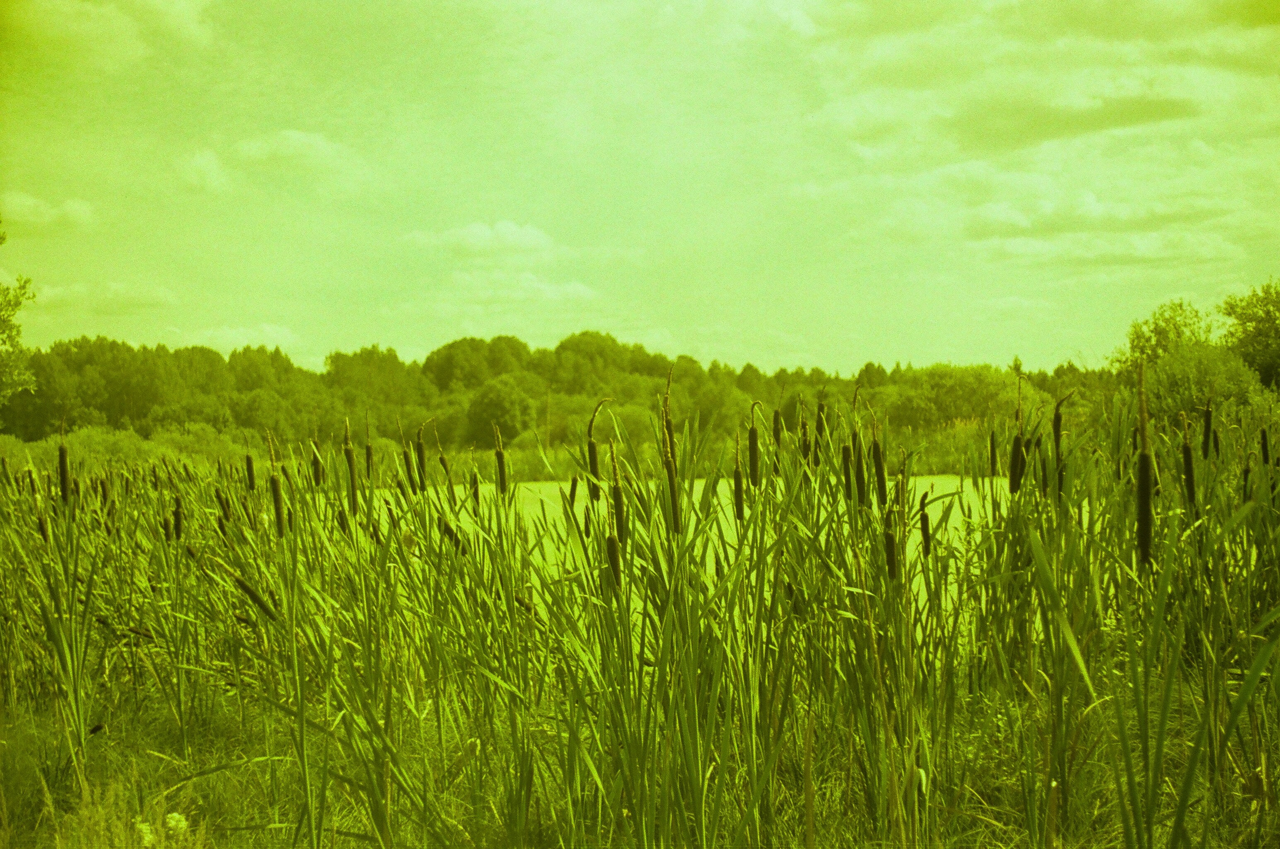 Натура. Фотограф — Маслеников Константин