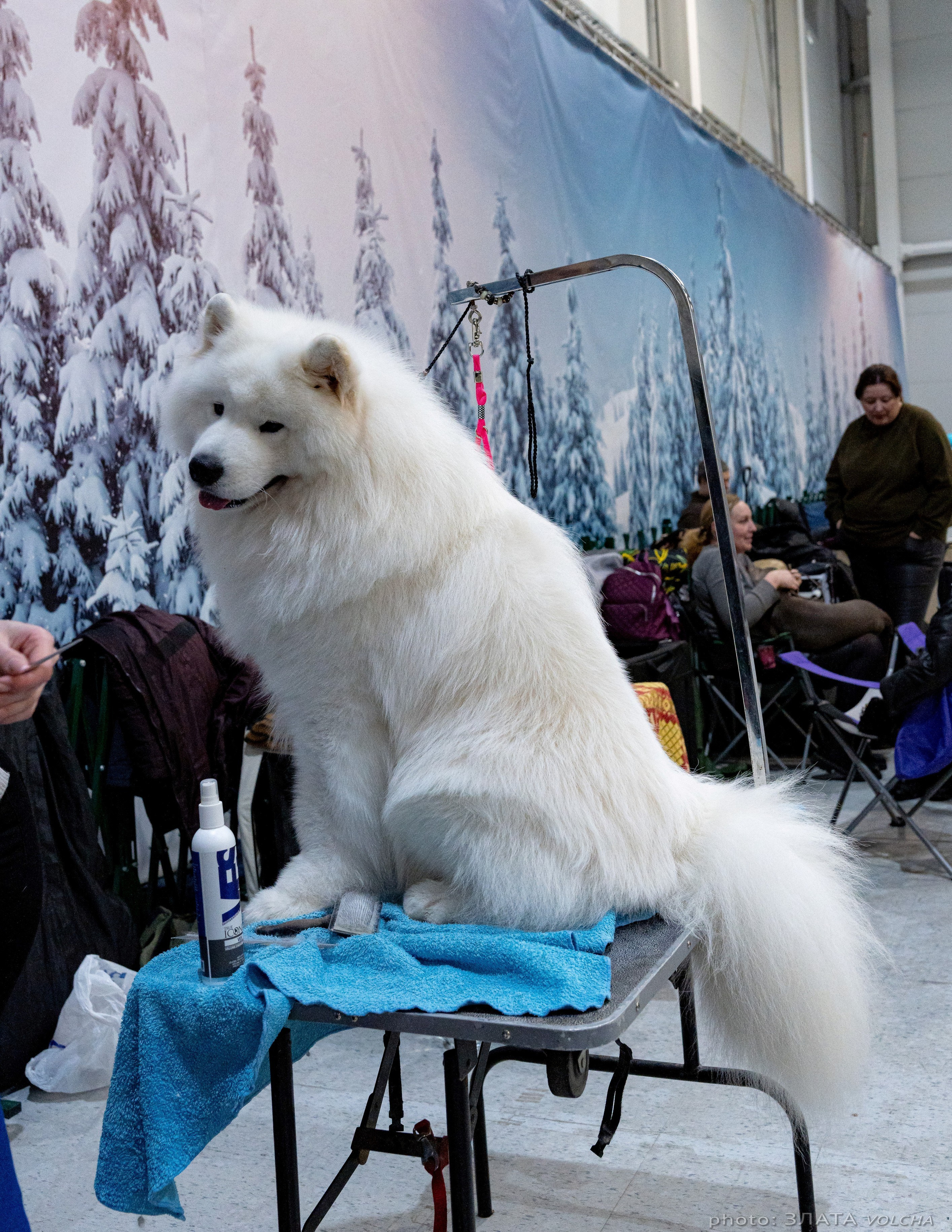 Животные. Фото, видео, монтаж