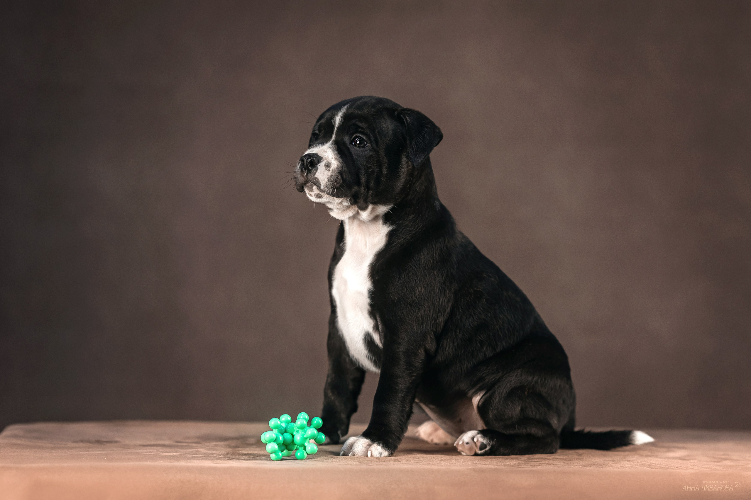 Стаффи. Фотограф анималист Аня Ливанова | Рыбинск