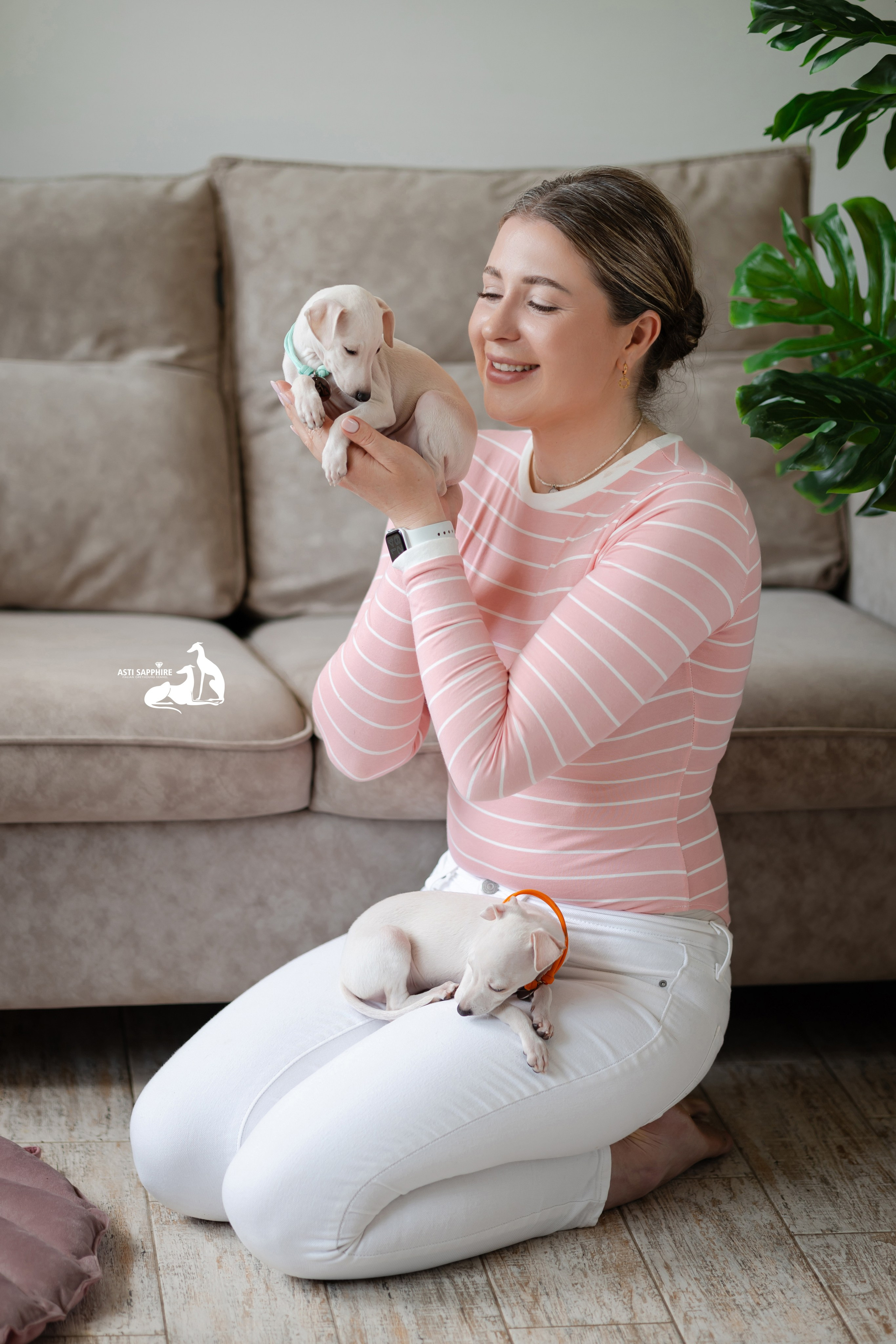 Белоснежные. Professional Italian Greyhound Kennel RKF/FCI ASTI SAPPHIRE 💎 Sochi|St. Petersburg