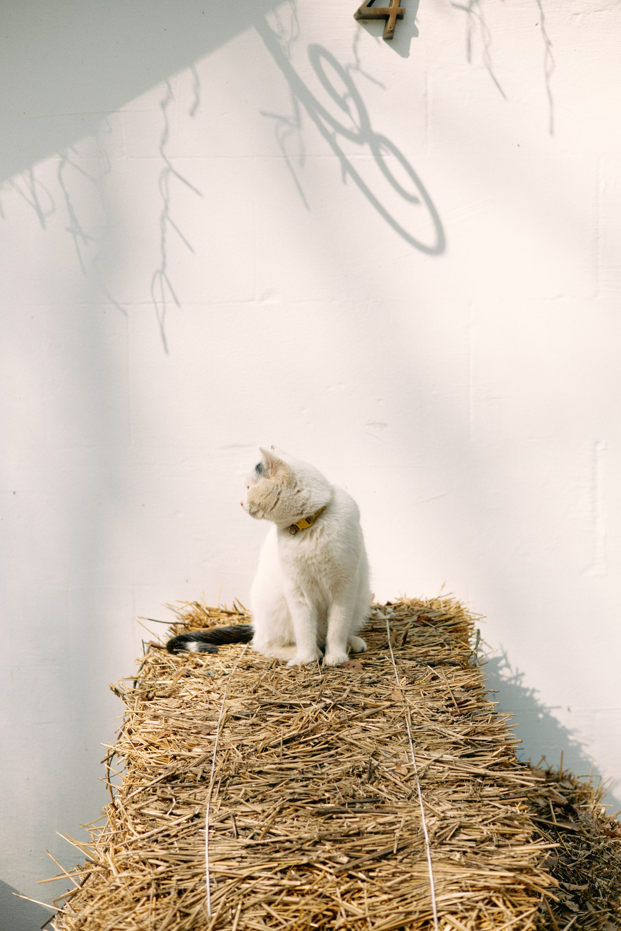 Бутик-отель Поле летом. Профессиональный Фотограф во Владимире, в Москве и в Суздале — Полина Романычева