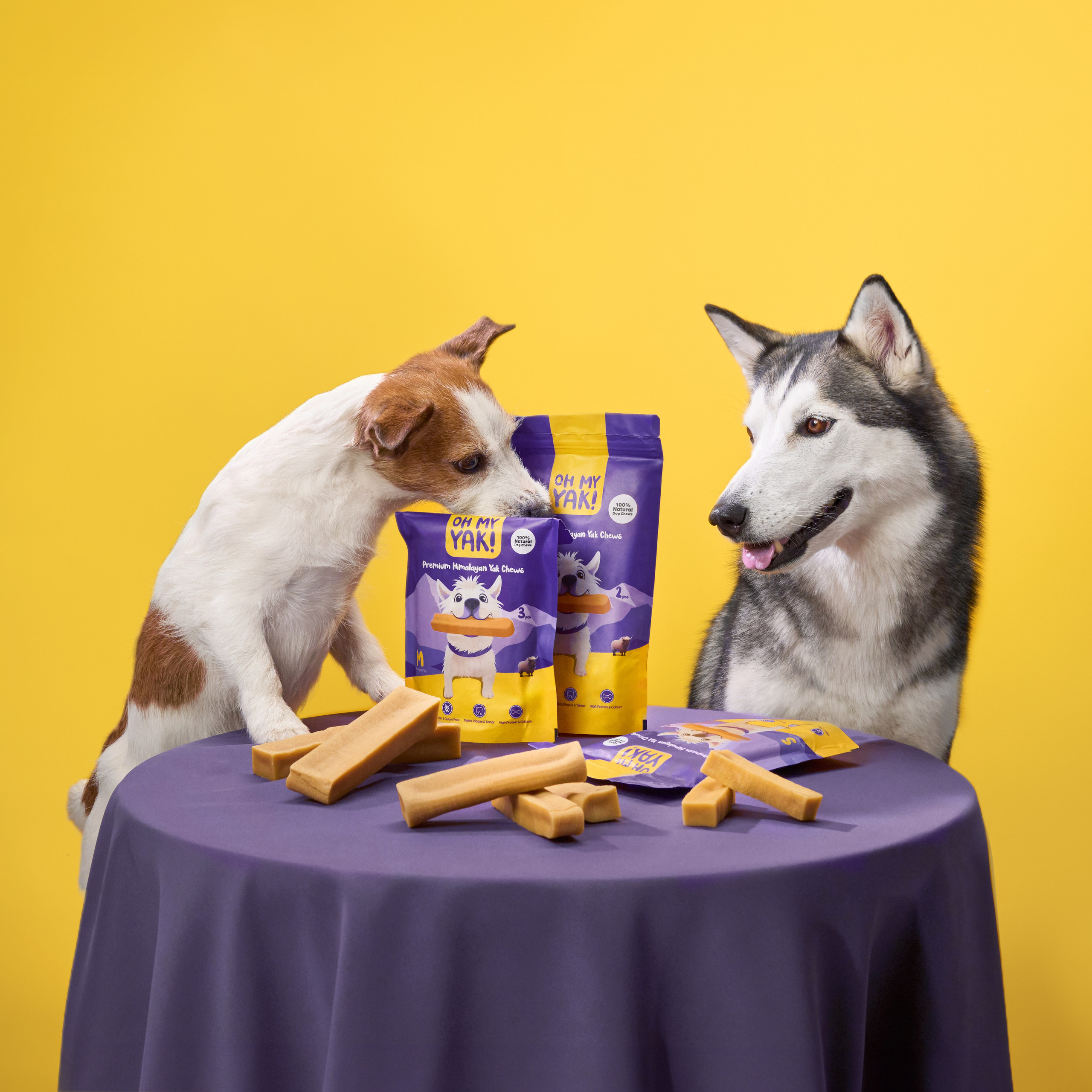 Advertising shooting with animals. Pets in advertising. Dog photographer Averianova Anna — Art photography of dogs