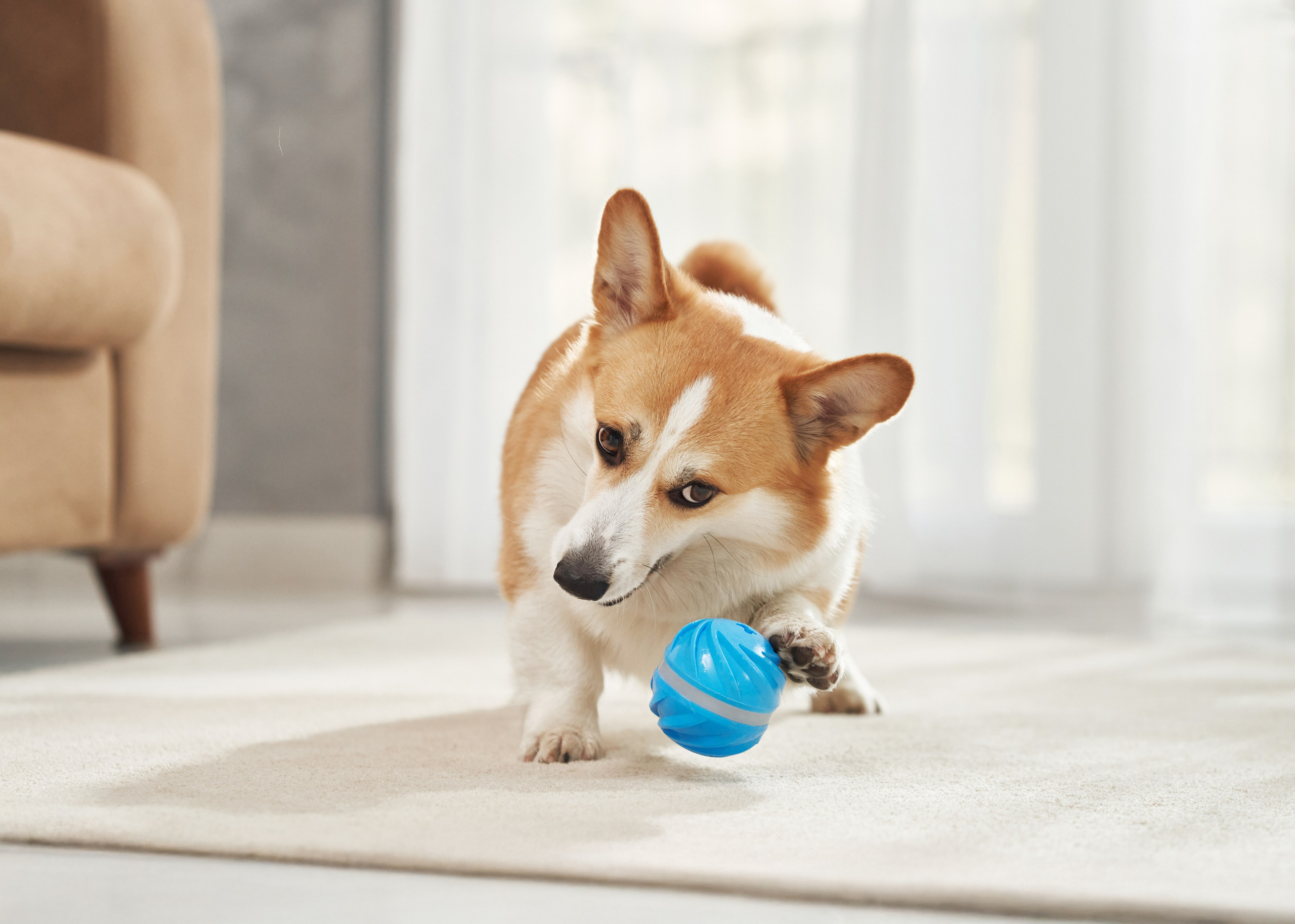 Commercial photography. Фотограф-анималист Аверьянова Анна — Художественная фотосъёмка собак