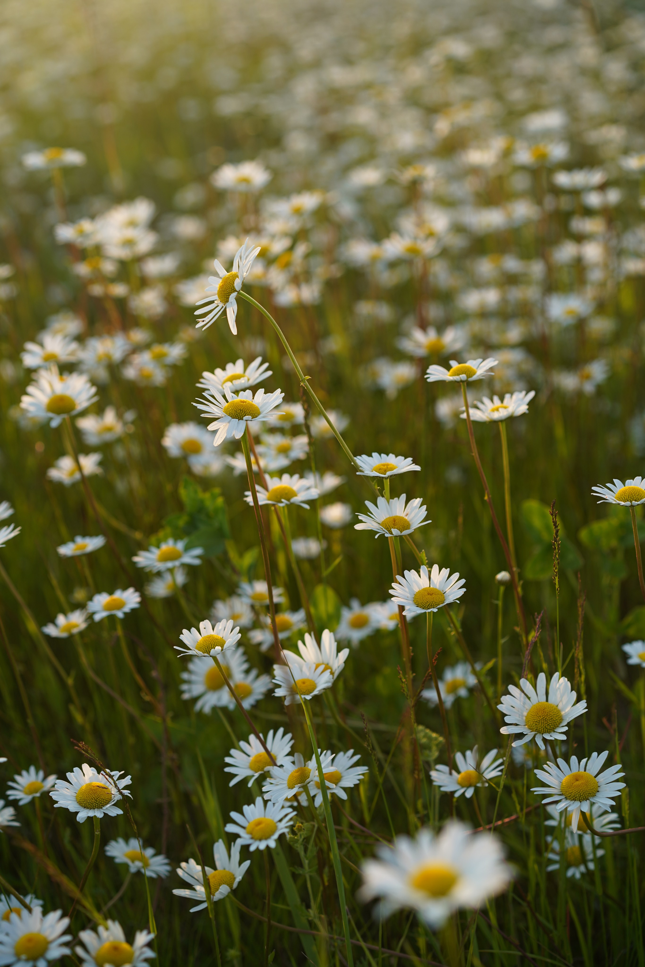 Natasha. Commercial photographer Natalia Bychkova