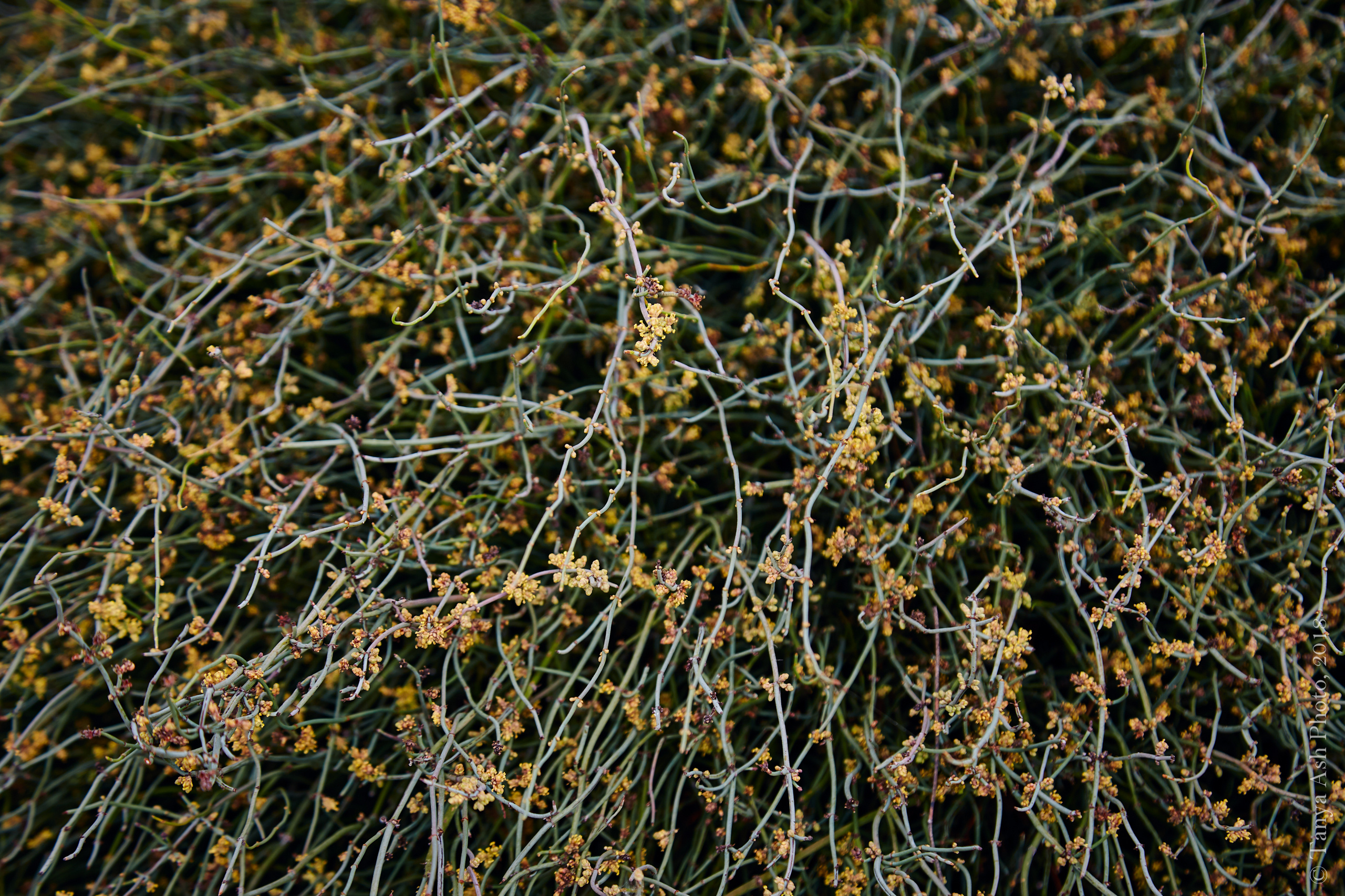 Фотографии Кипра и Пафоса. Photographer Sonkina Tatiana (Tanya Ash)