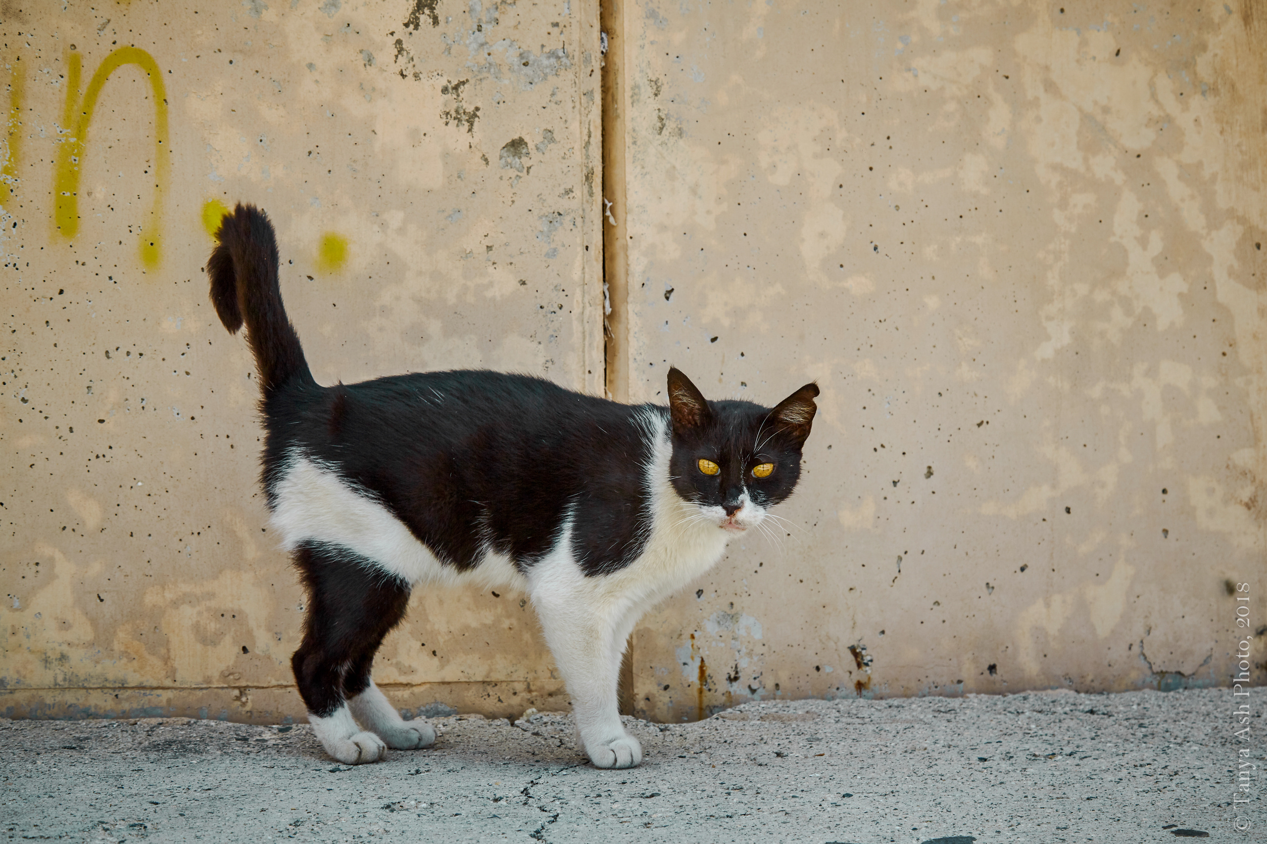 Фотографии Кипра и Пафоса. Photographer Sonkina Tatiana (Tanya Ash)