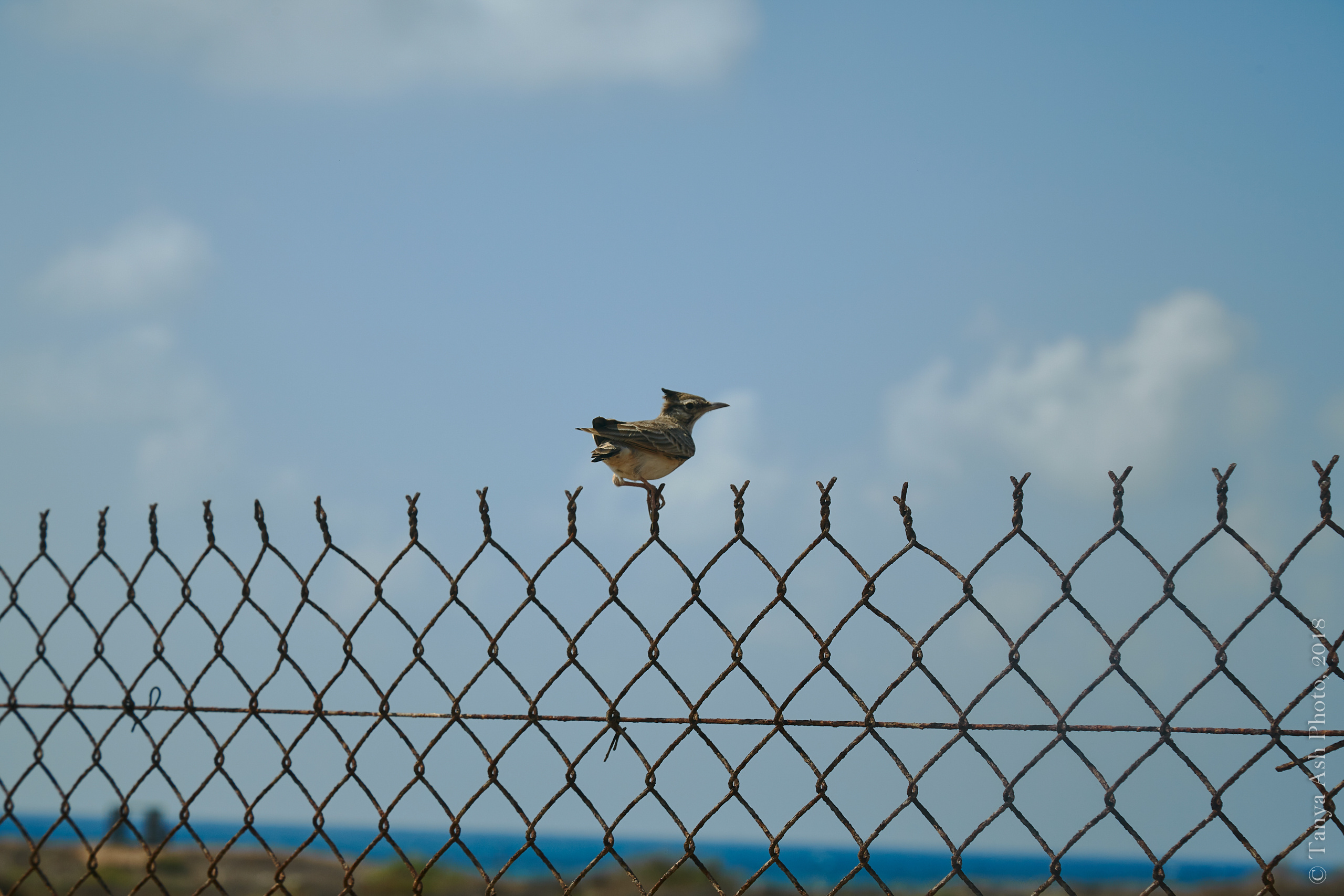 Фотографии Кипра и Пафоса. Photographer Sonkina Tatiana (Tanya Ash)