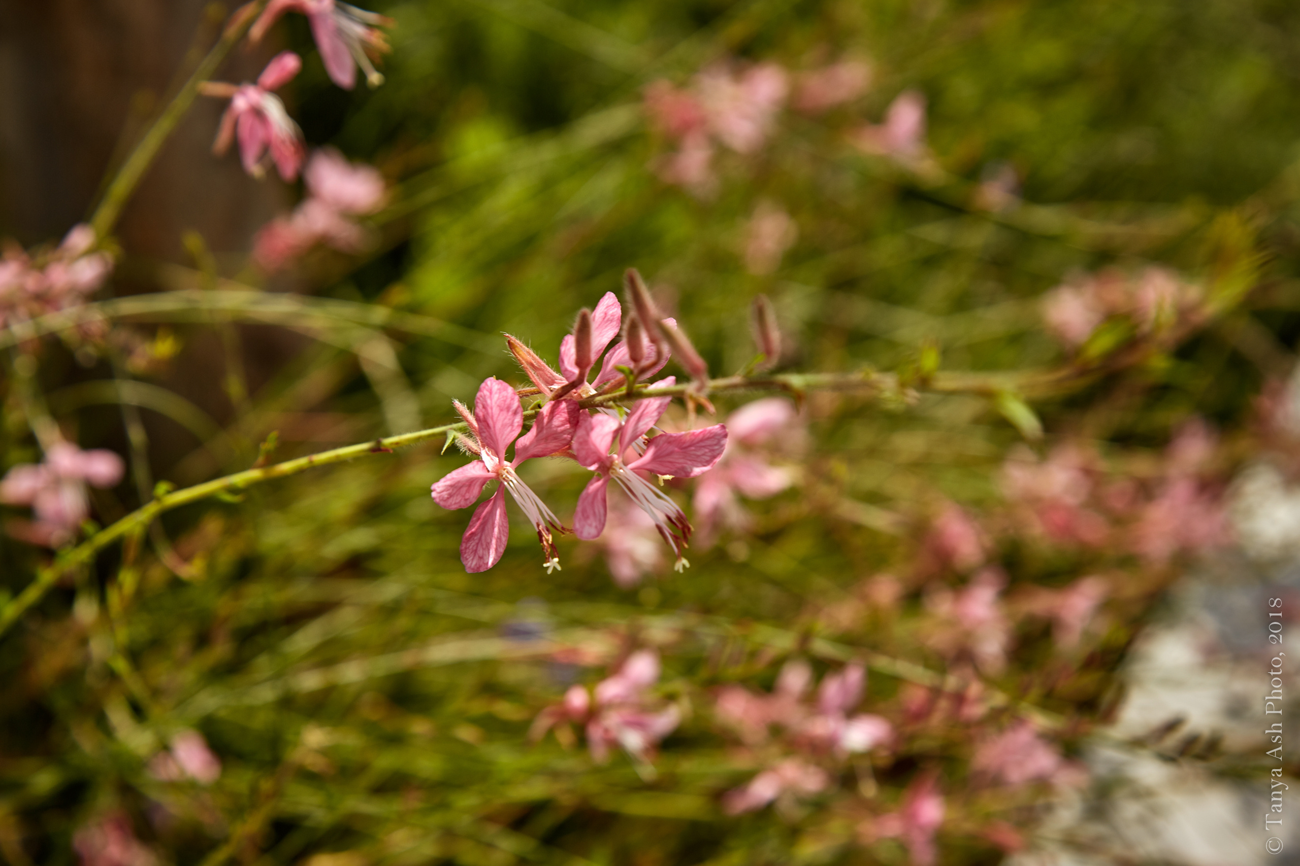 Фотографии Кипра и Пафоса. Photographer Sonkina Tatiana (Tanya Ash)