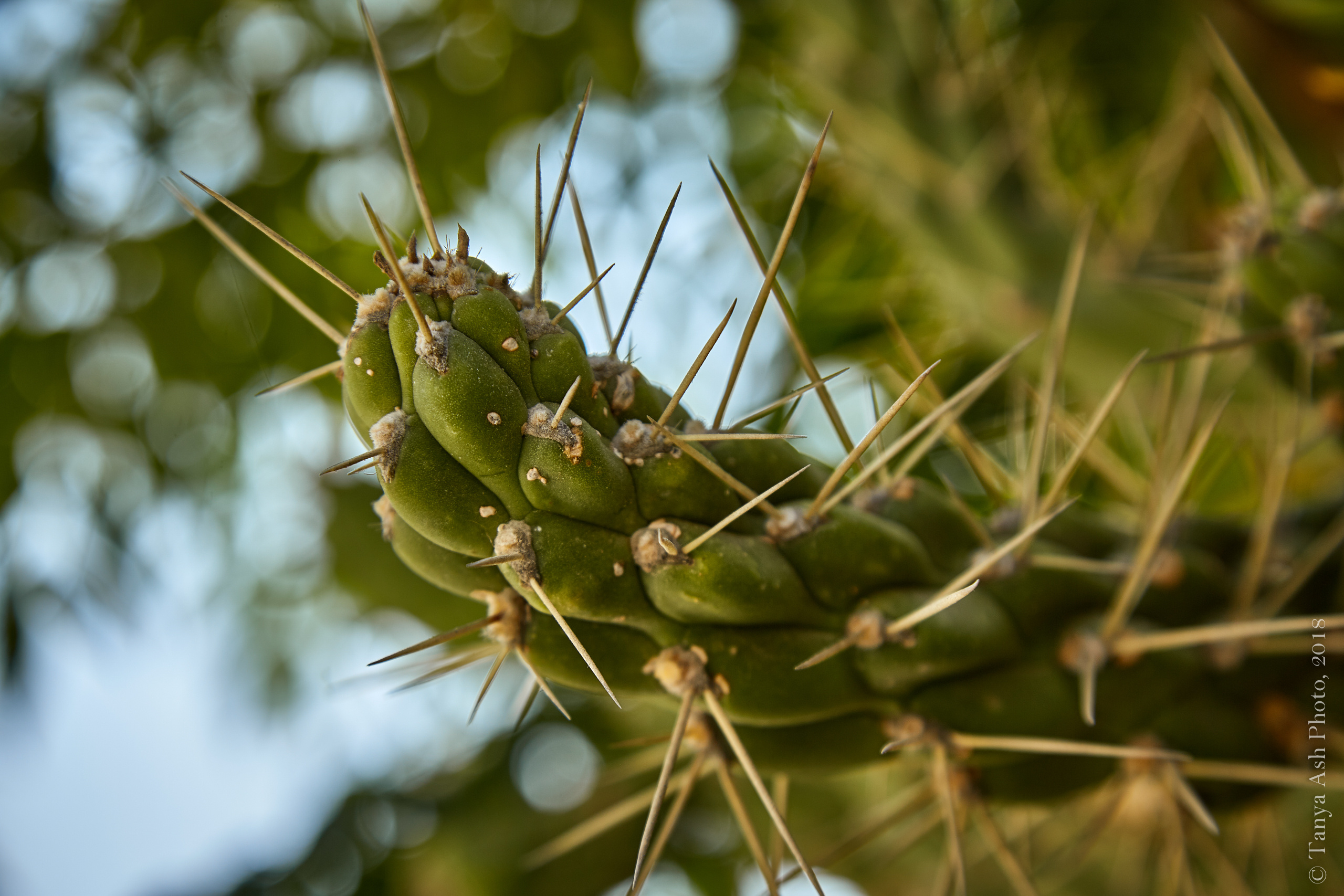 Фотографии Кипра и Пафоса. Photographer Sonkina Tatiana (Tanya Ash)