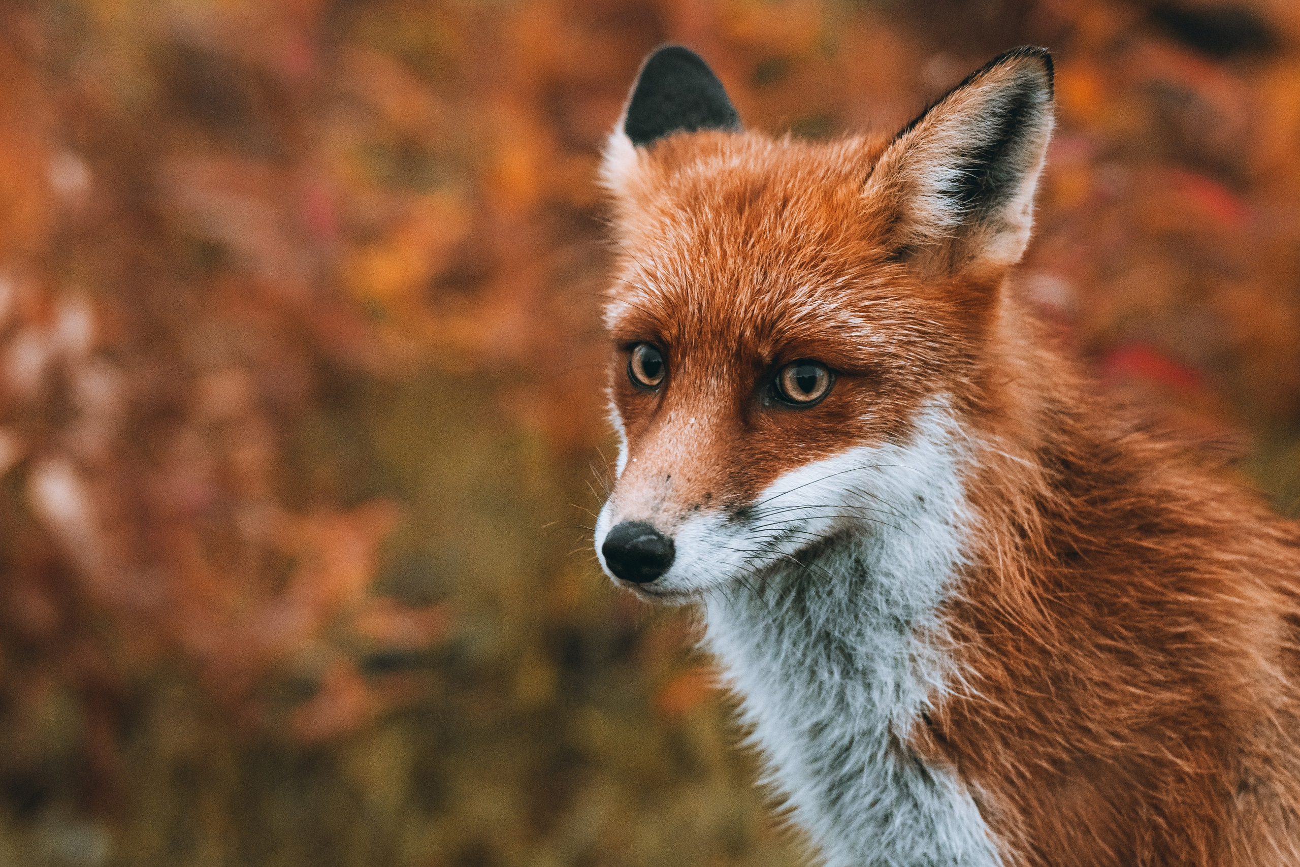СЕВЕР. Event фотограф Степанова Александра