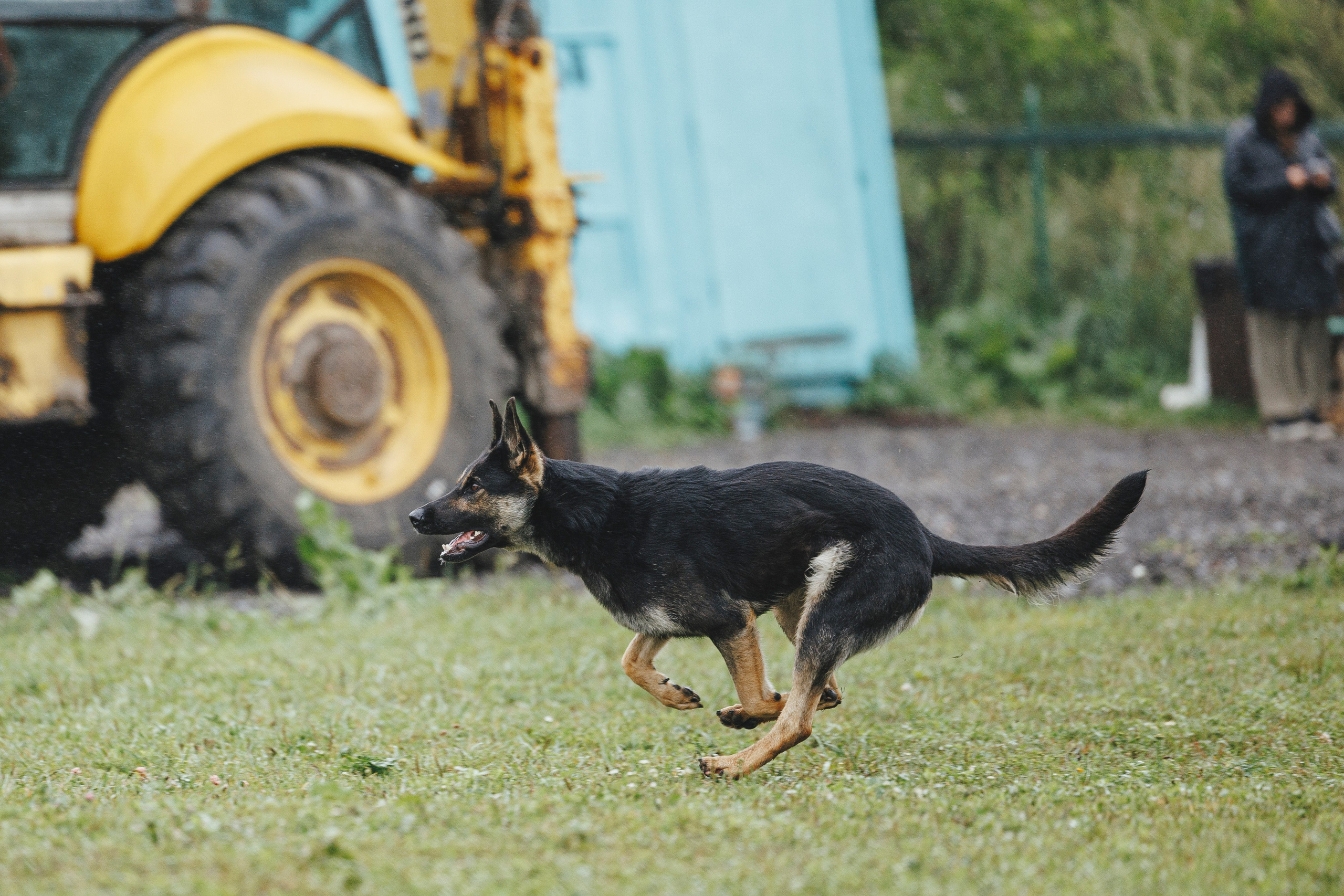 08.08.25-10.08.25 ЧР по мондьорингу г. Вологда. Фотограф-анималист Анна Маринич