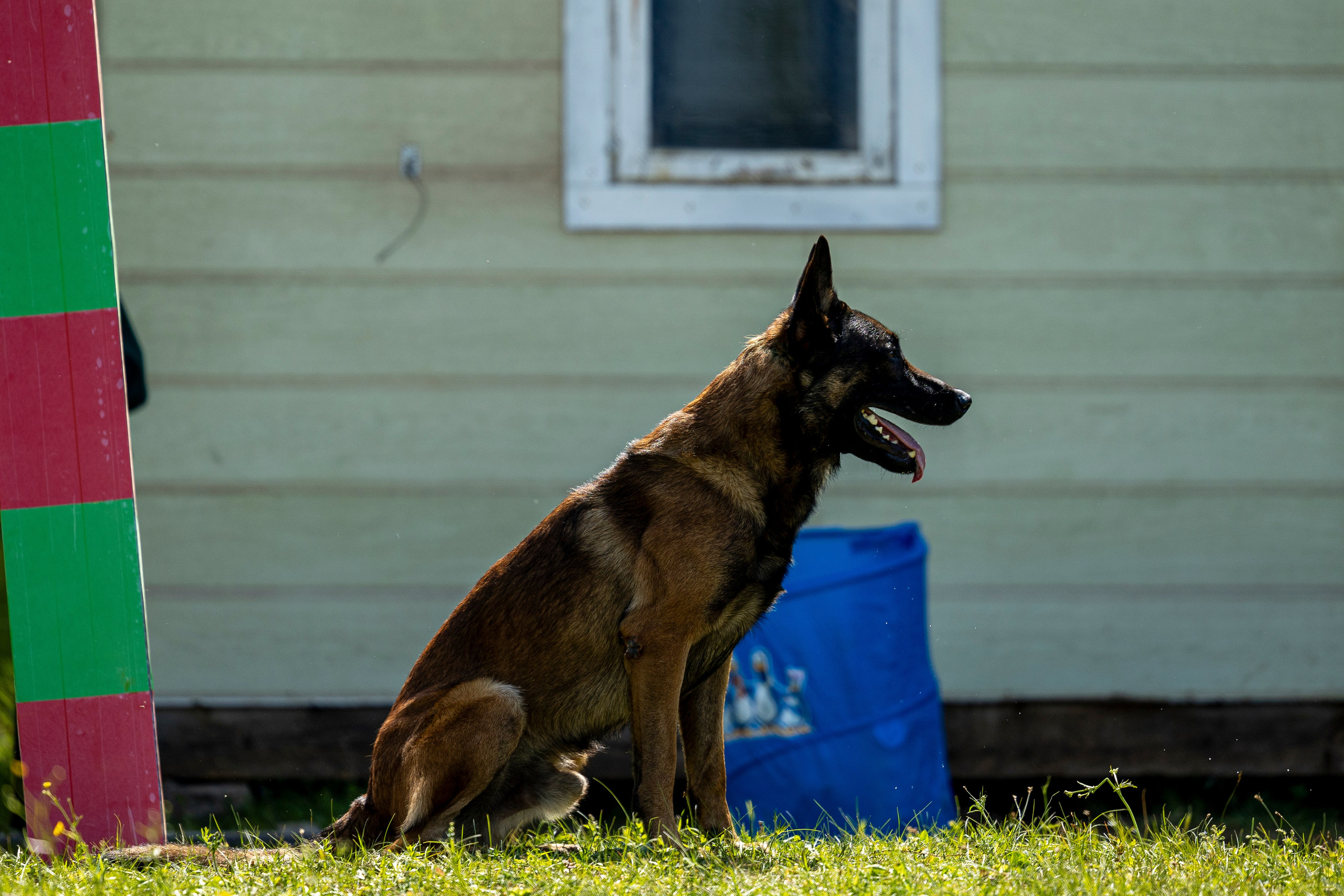 Испытания по мондьорингу в Нижнем Новгороде. Фотограф-анималист Анна Маринич