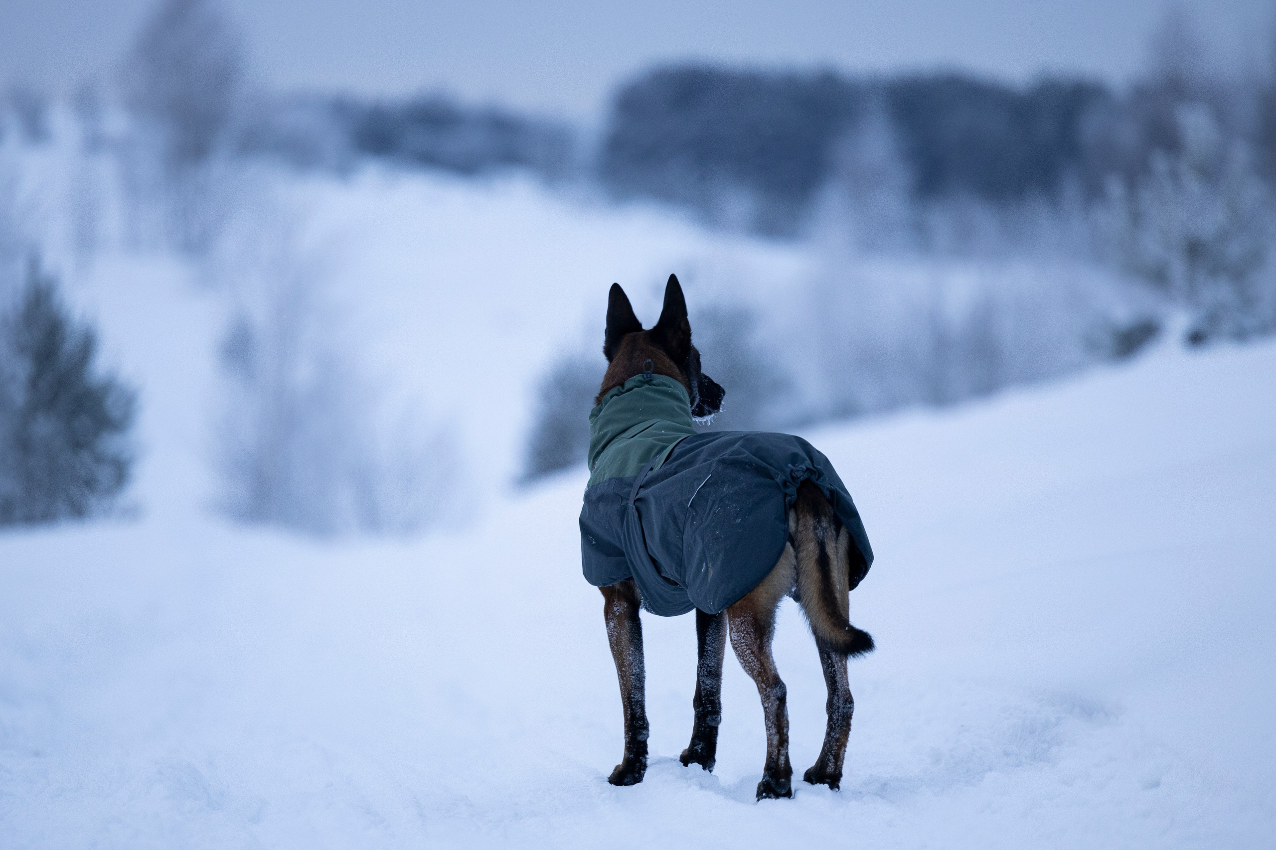 Суоранда. Фотограф-анималист Анна Маринич