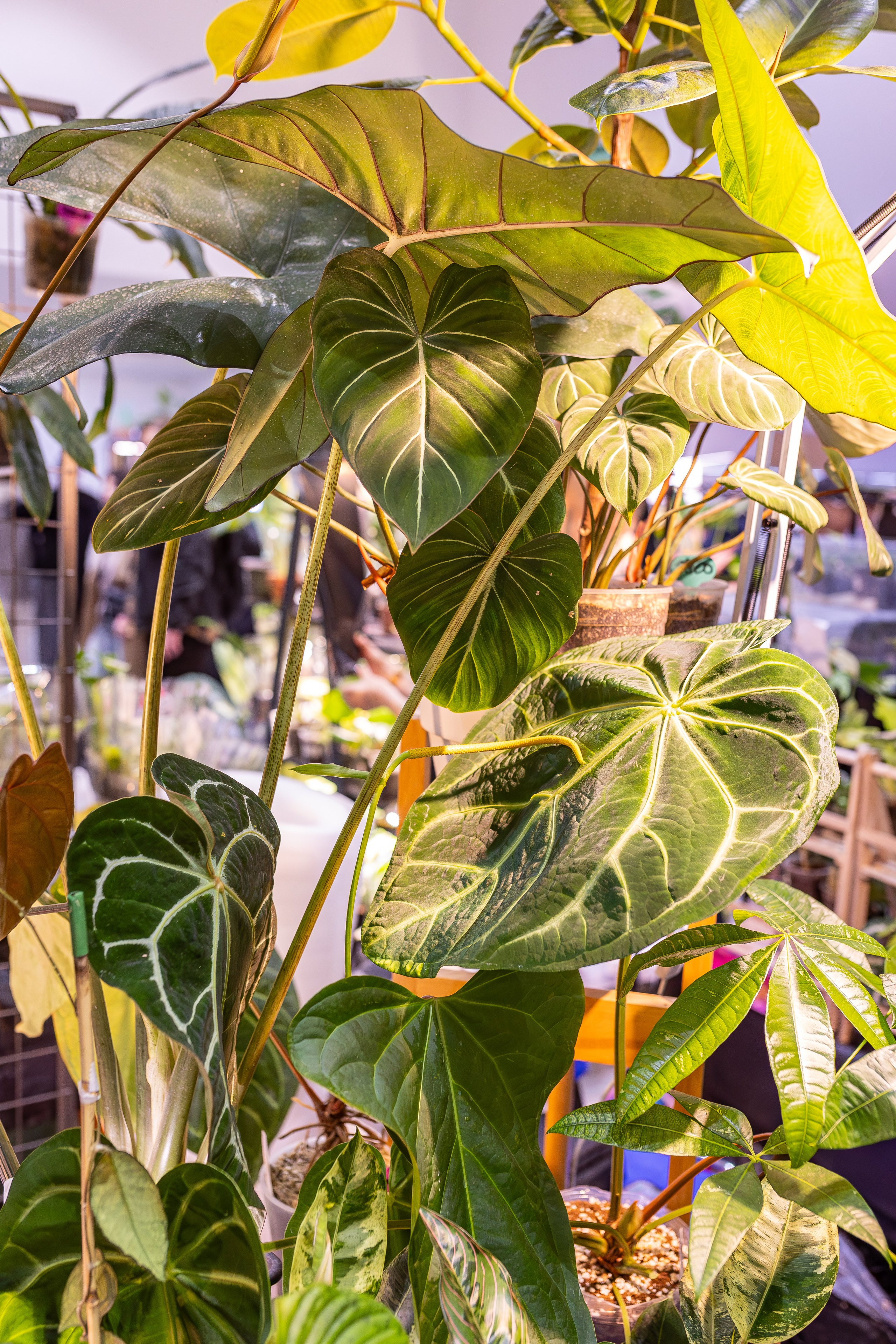 Монстериум апрель 2026. Александра Куликова фотограф, Москва