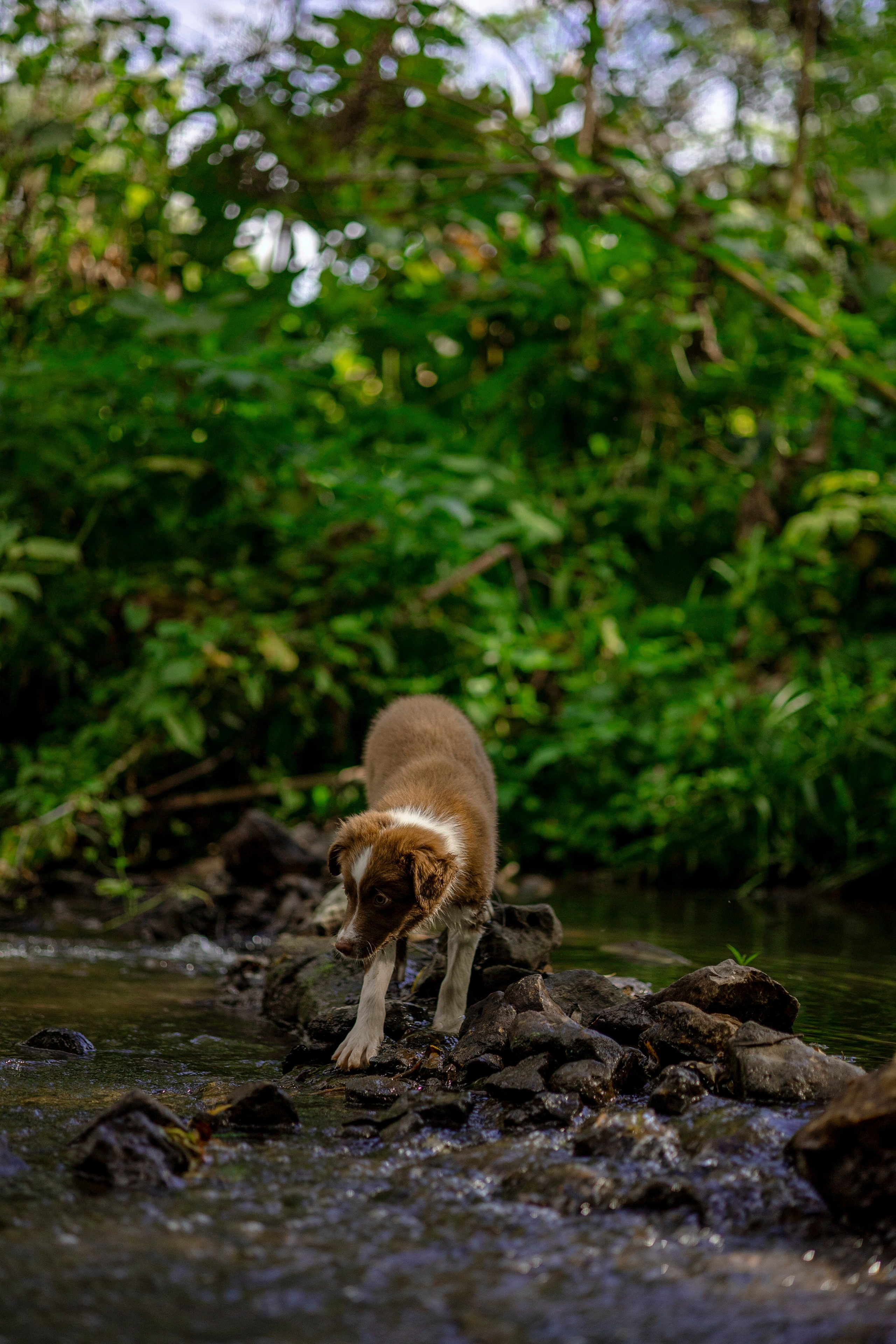 Съемка щенка. Анастасия Белаш