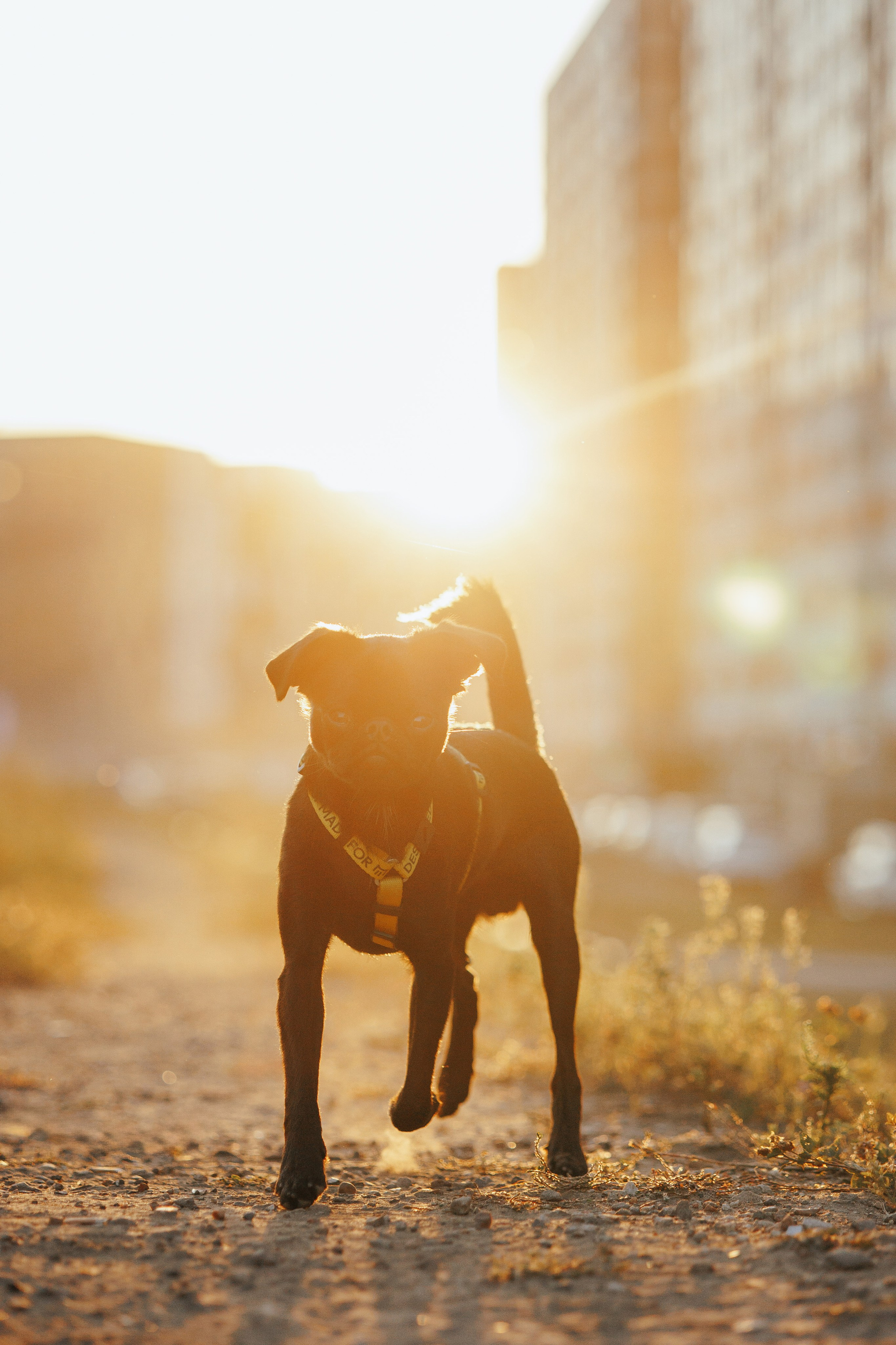 Закатная съемка с собакой. Анастасия Белаш