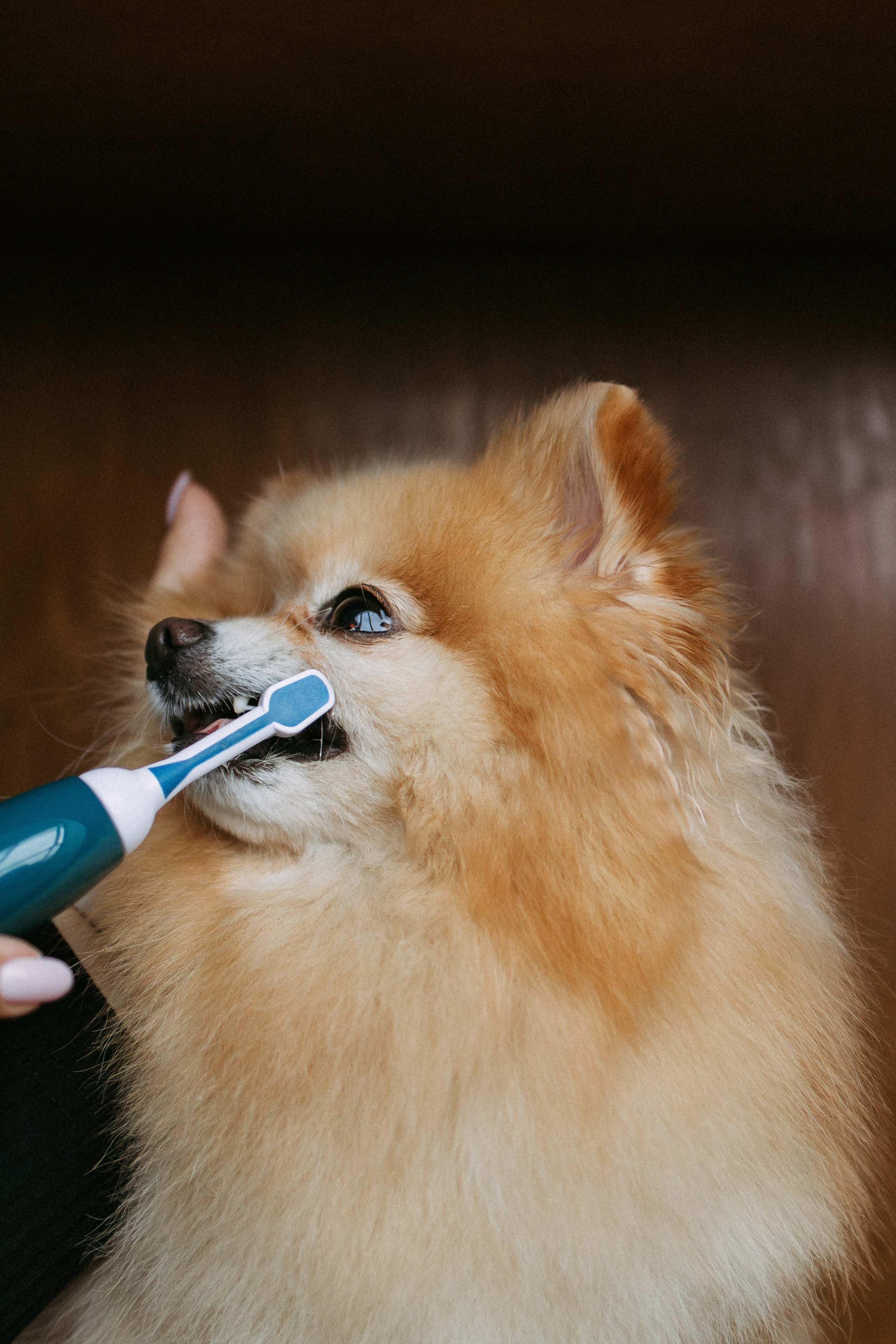 Orozyme&Emmiepet. Фотораф — анималист Мария Шистка