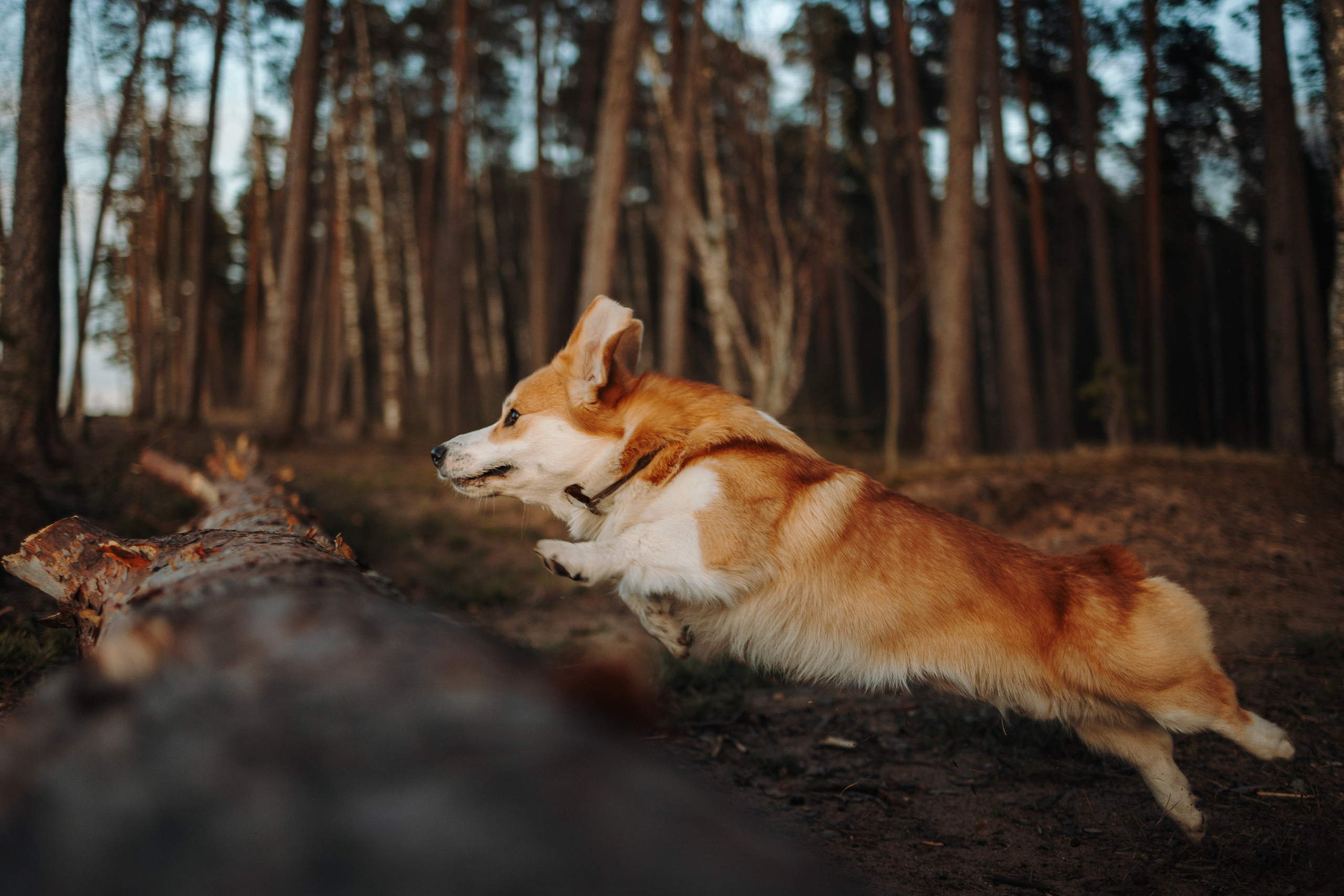 Найт и его семья. Фотограф — Анималист | Санкт-Петербург