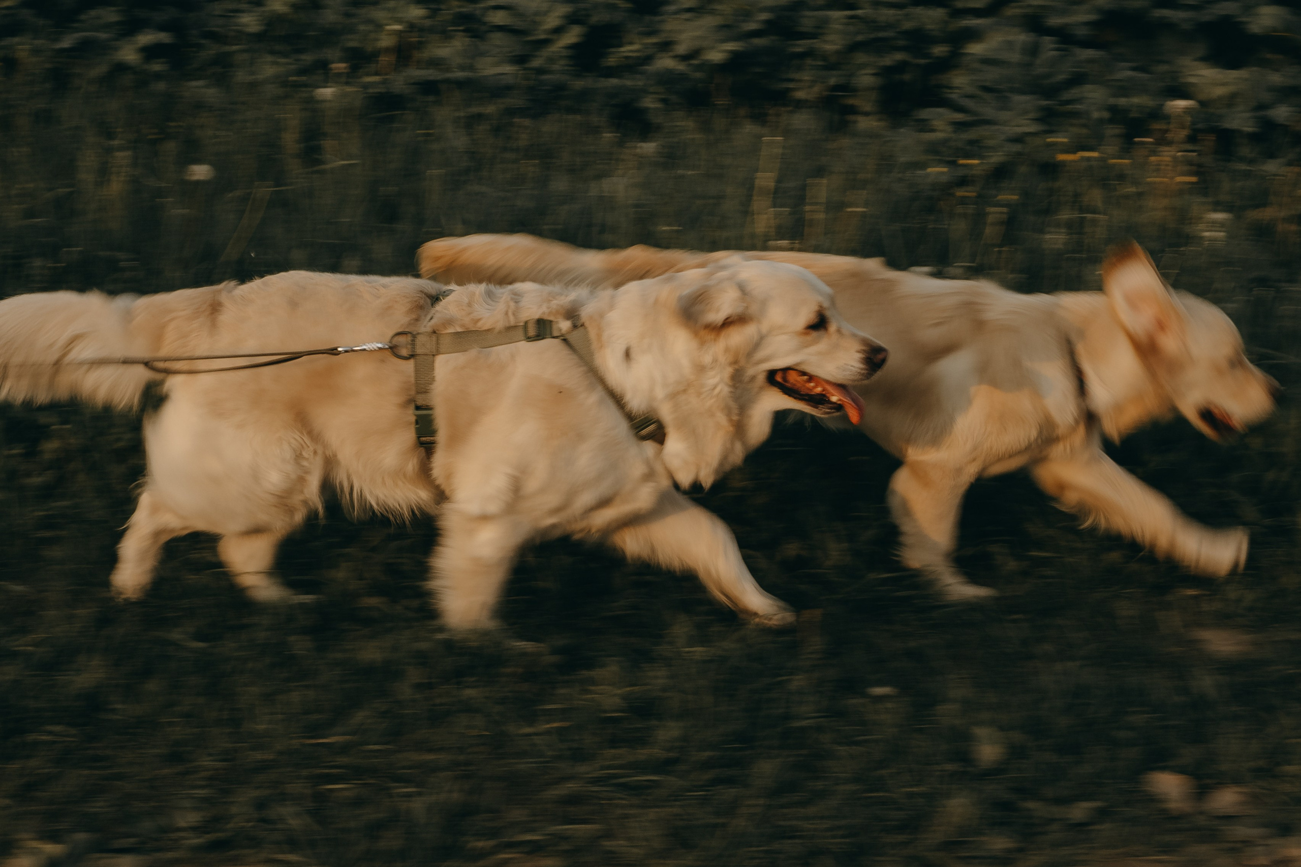 Милка и ребята. Фотограф — Анималист | Санкт-Петербург