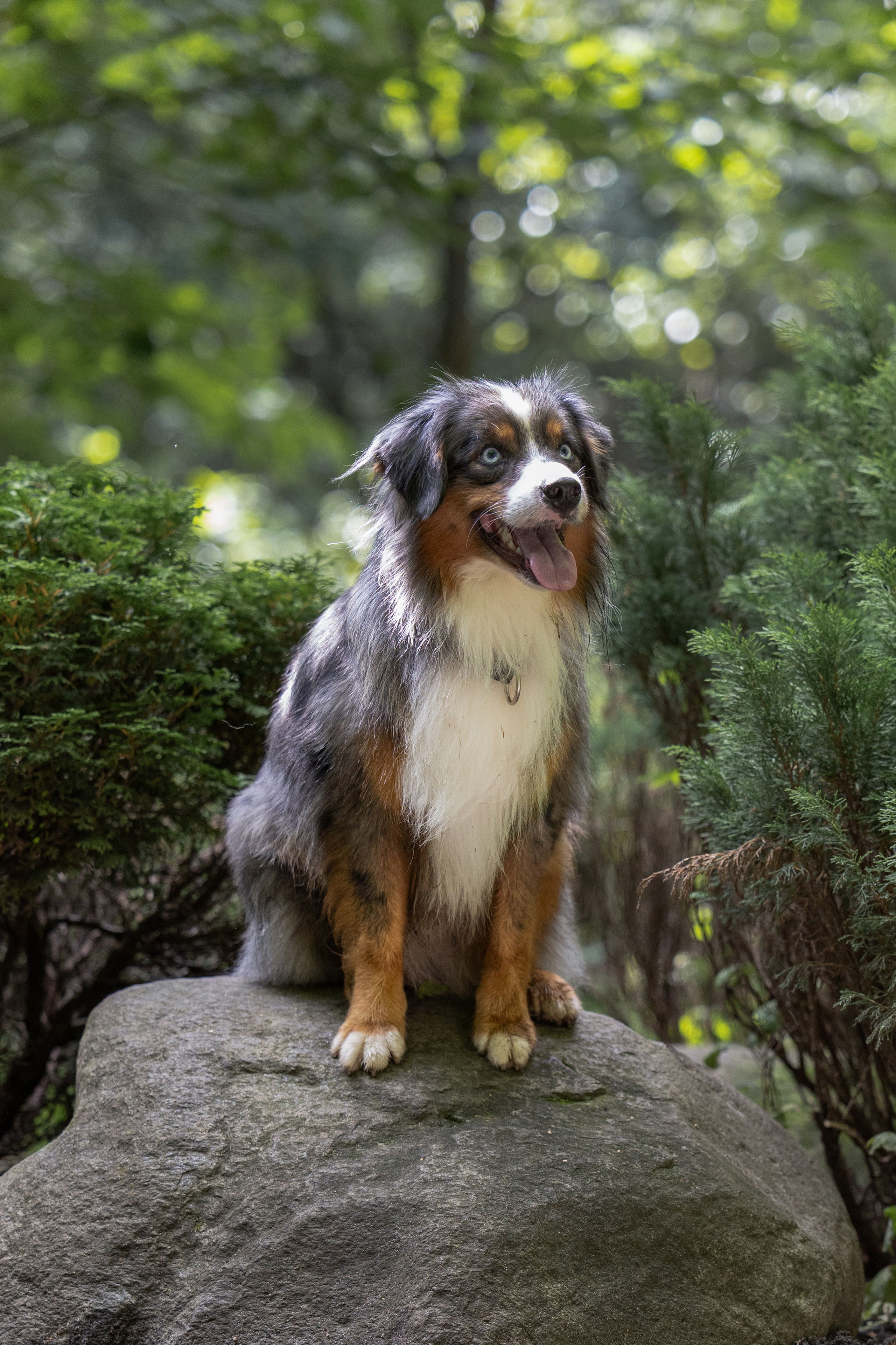 Макс и Сезам. Виктория Михайловская. Фотограф-анималист. Москва