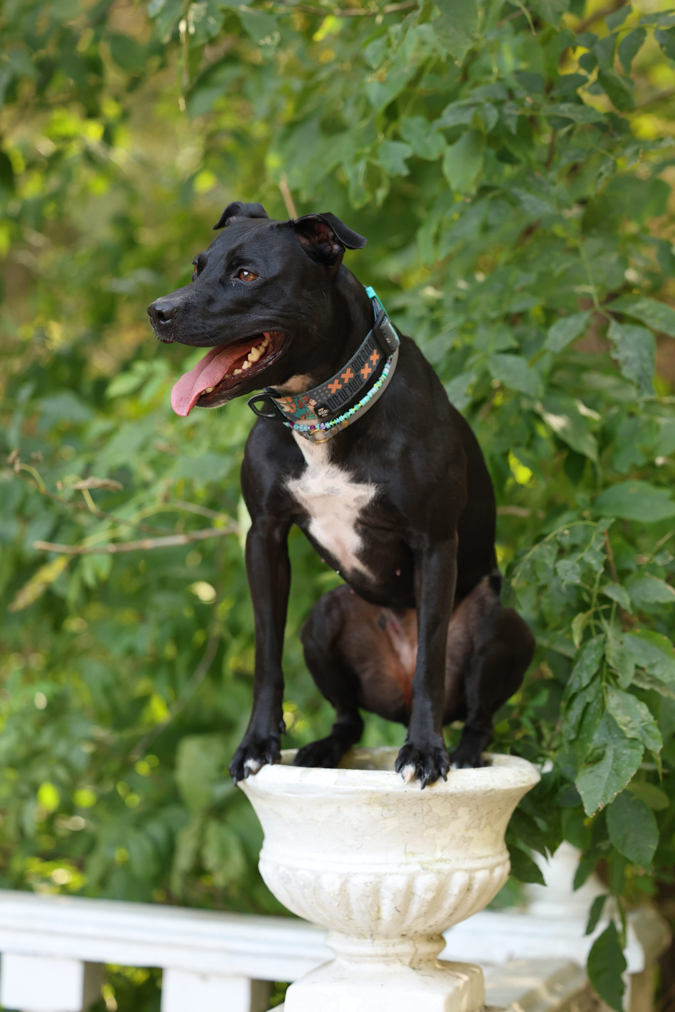 Алена и Бора. Виктория Михайловская. Фотограф-анималист. Москва