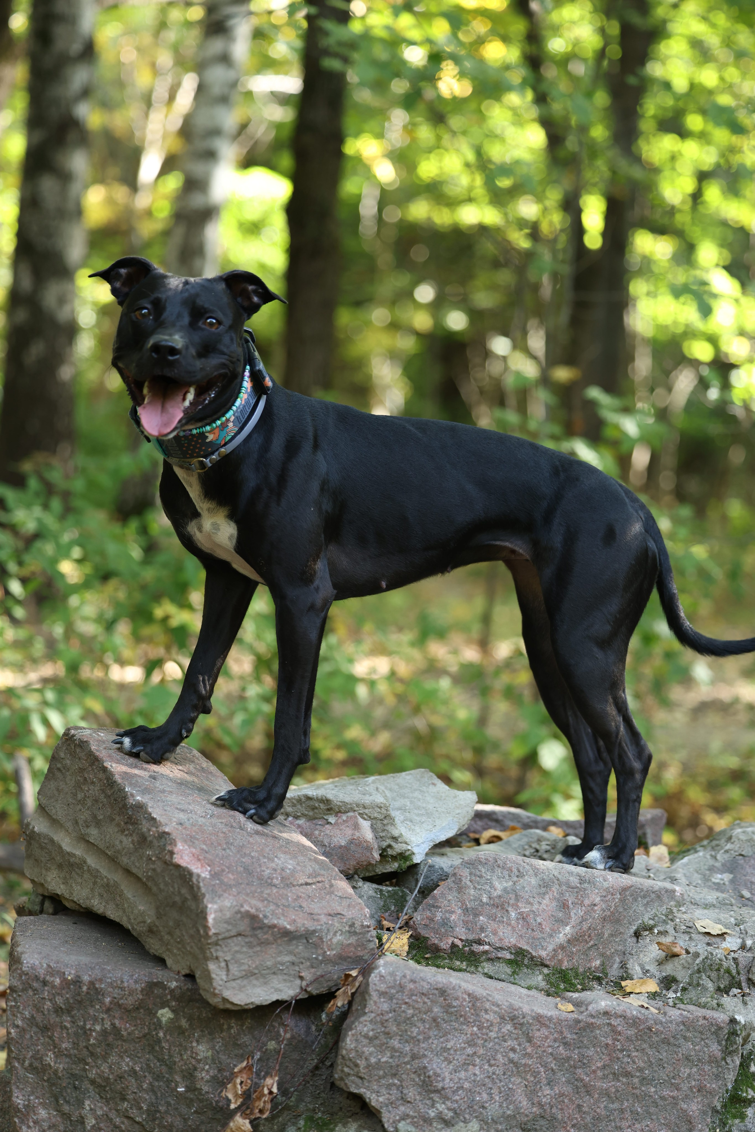 Алена и Бора. Виктория Михайловская. Фотограф-анималист. Москва