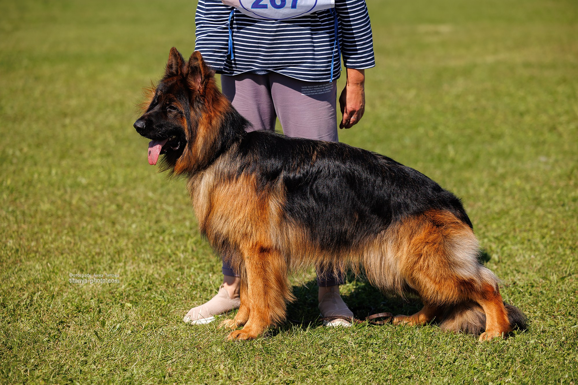 Немецкие овчарки: фото из рингов и вне ринга, мутпроба (фотографии с выставок). Фотограф собак, фотограф-анималист Аня Титова (Titanya). Москва