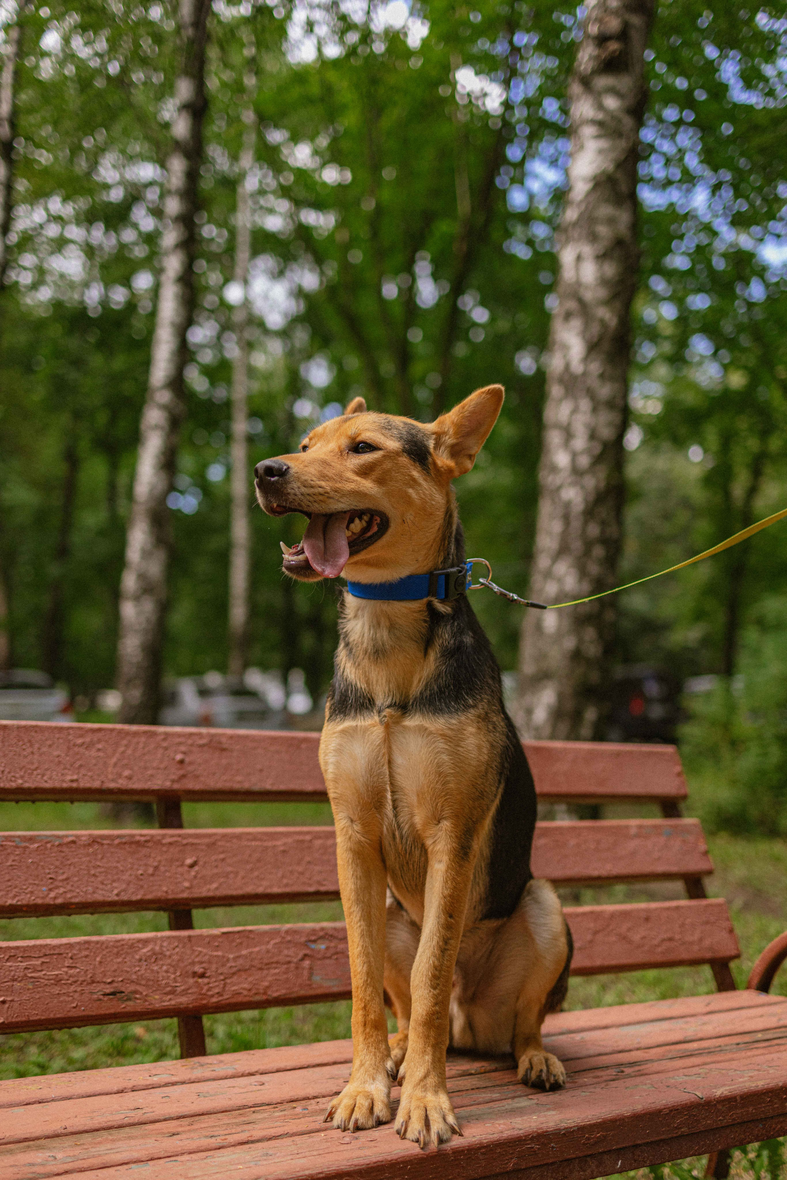 Джеки. Фотограф-анималист в Москве Лера Черноног