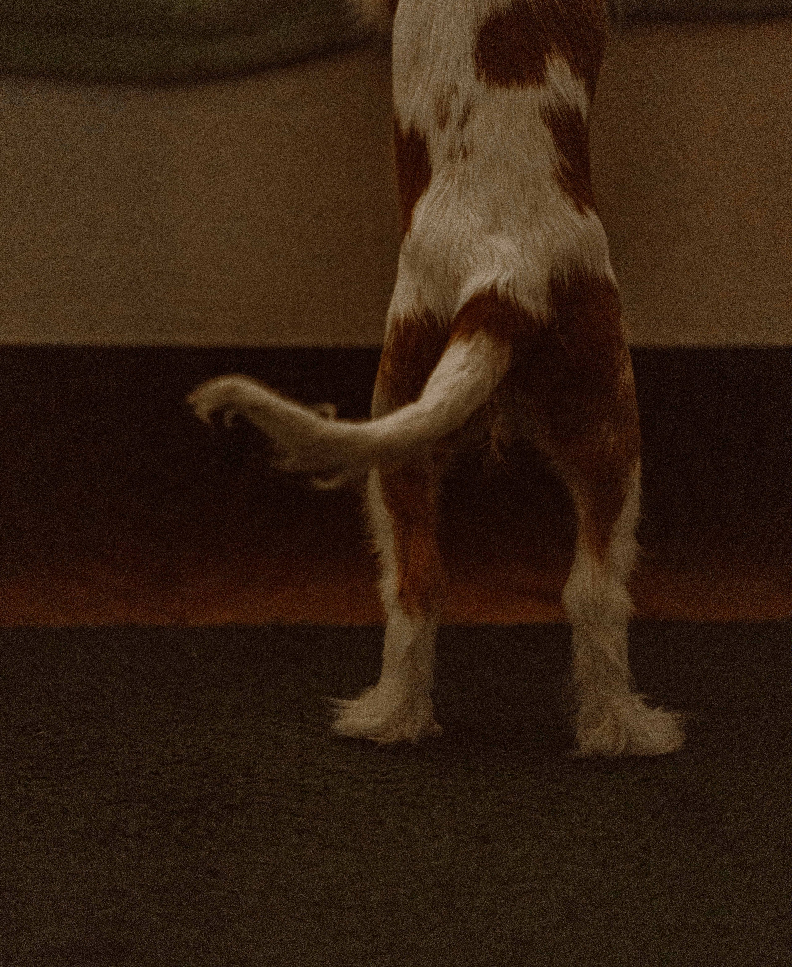 Юля и Кипр. Фотограф-анималист в Москве Лера Черноног