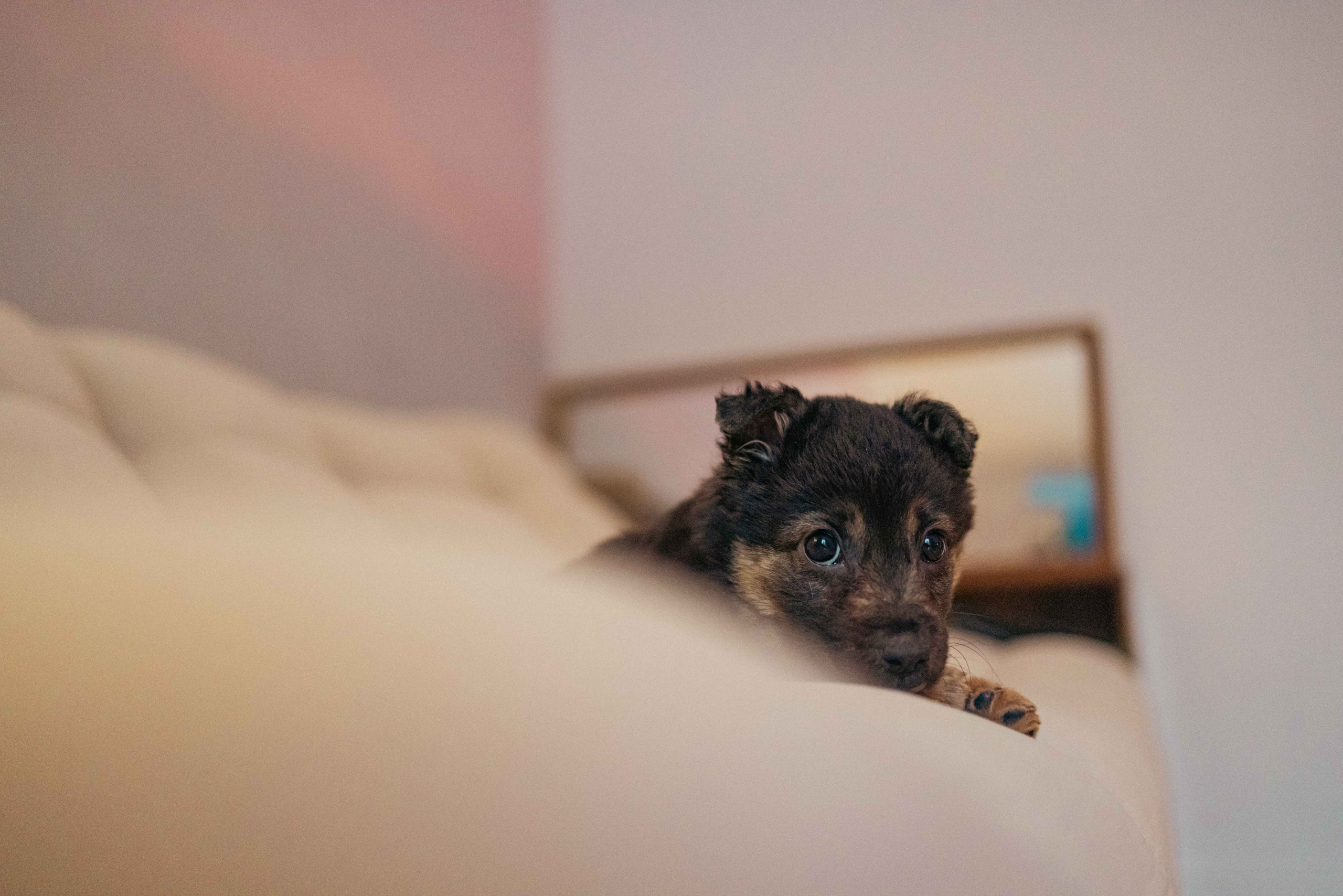 Пеппа. Фотограф-анималист в Москве Лера Черноног