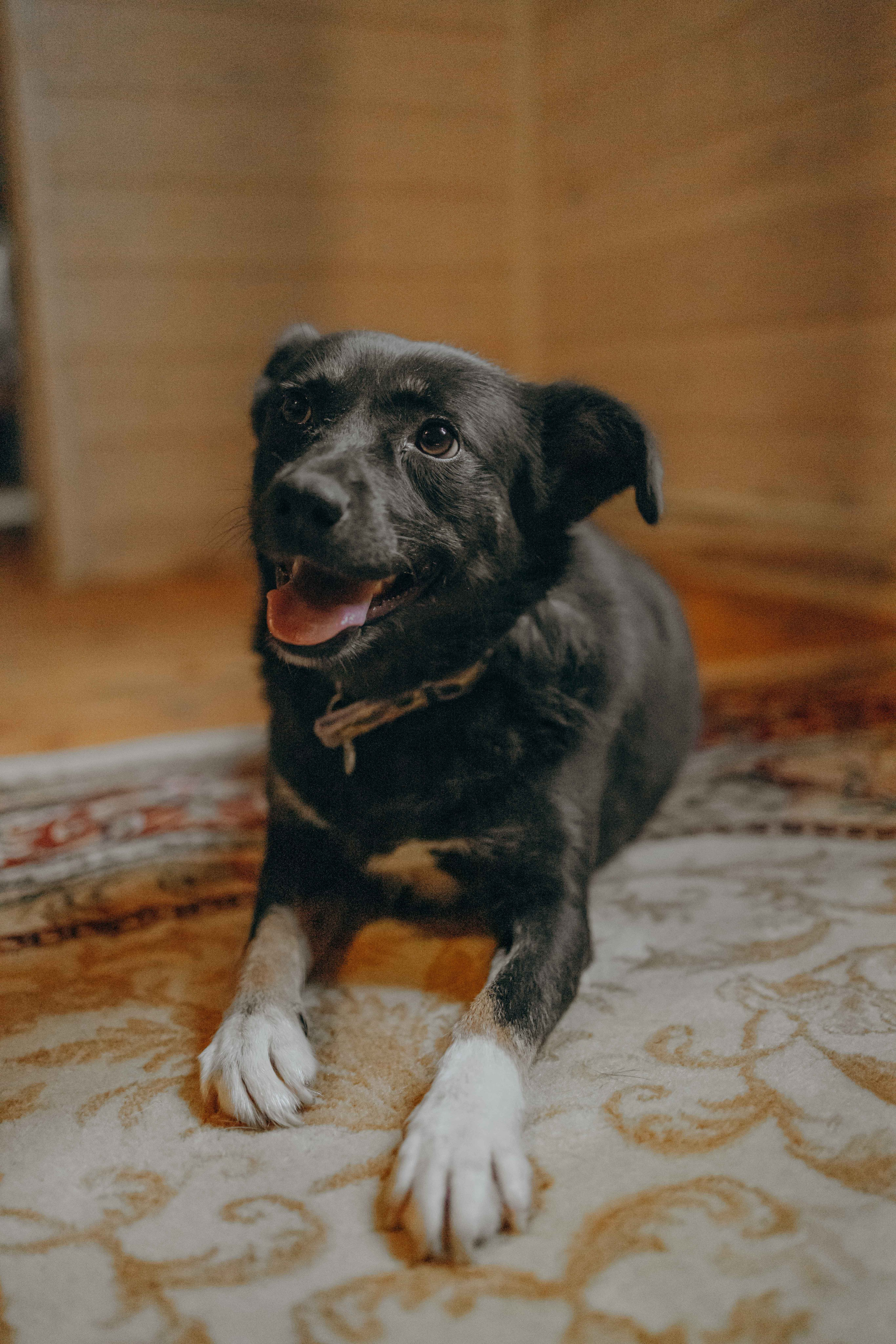 Передержка. Фотограф-анималист в Москве Лера Черноног