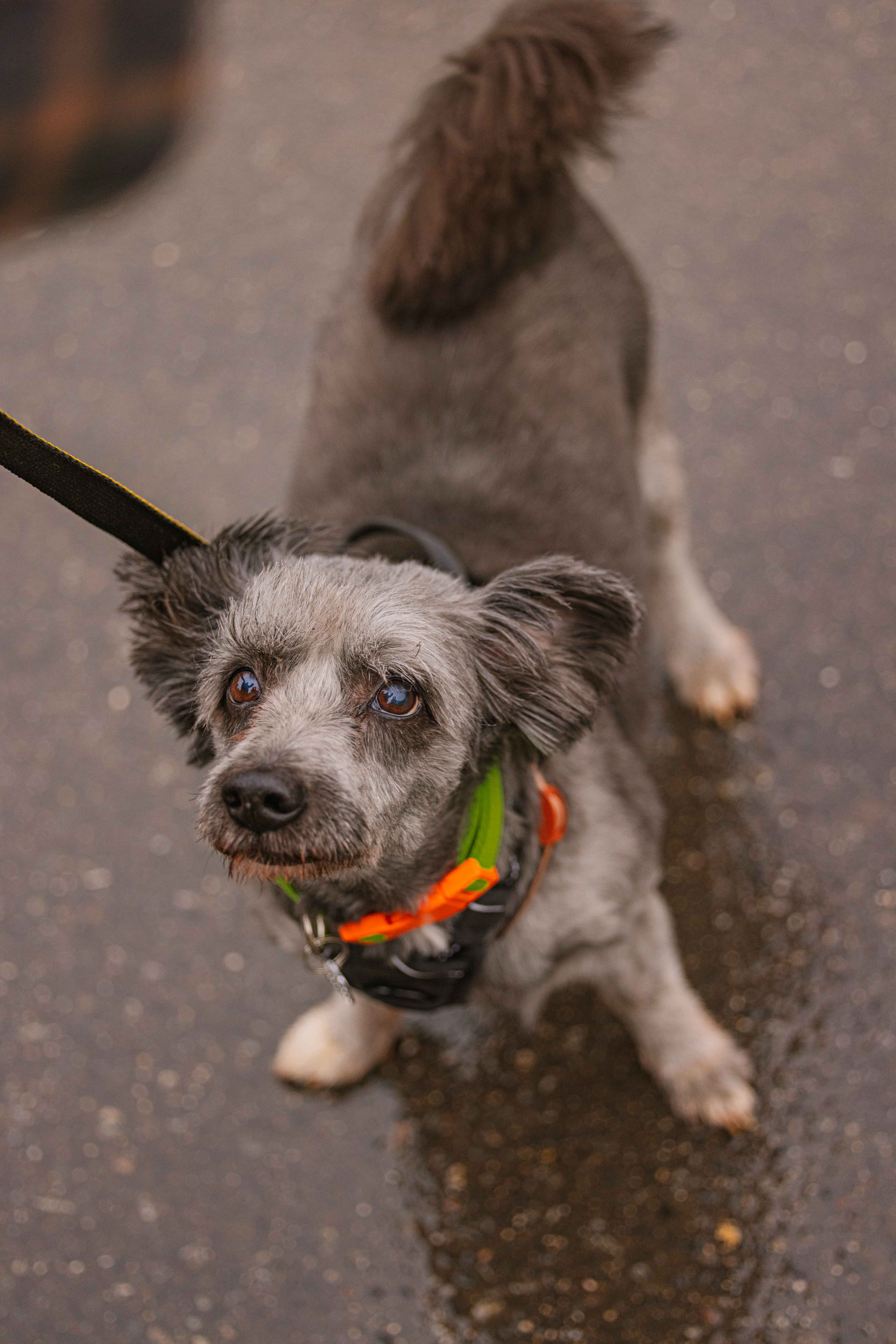 Передержка. Фотограф-анималист в Москве Лера Черноног