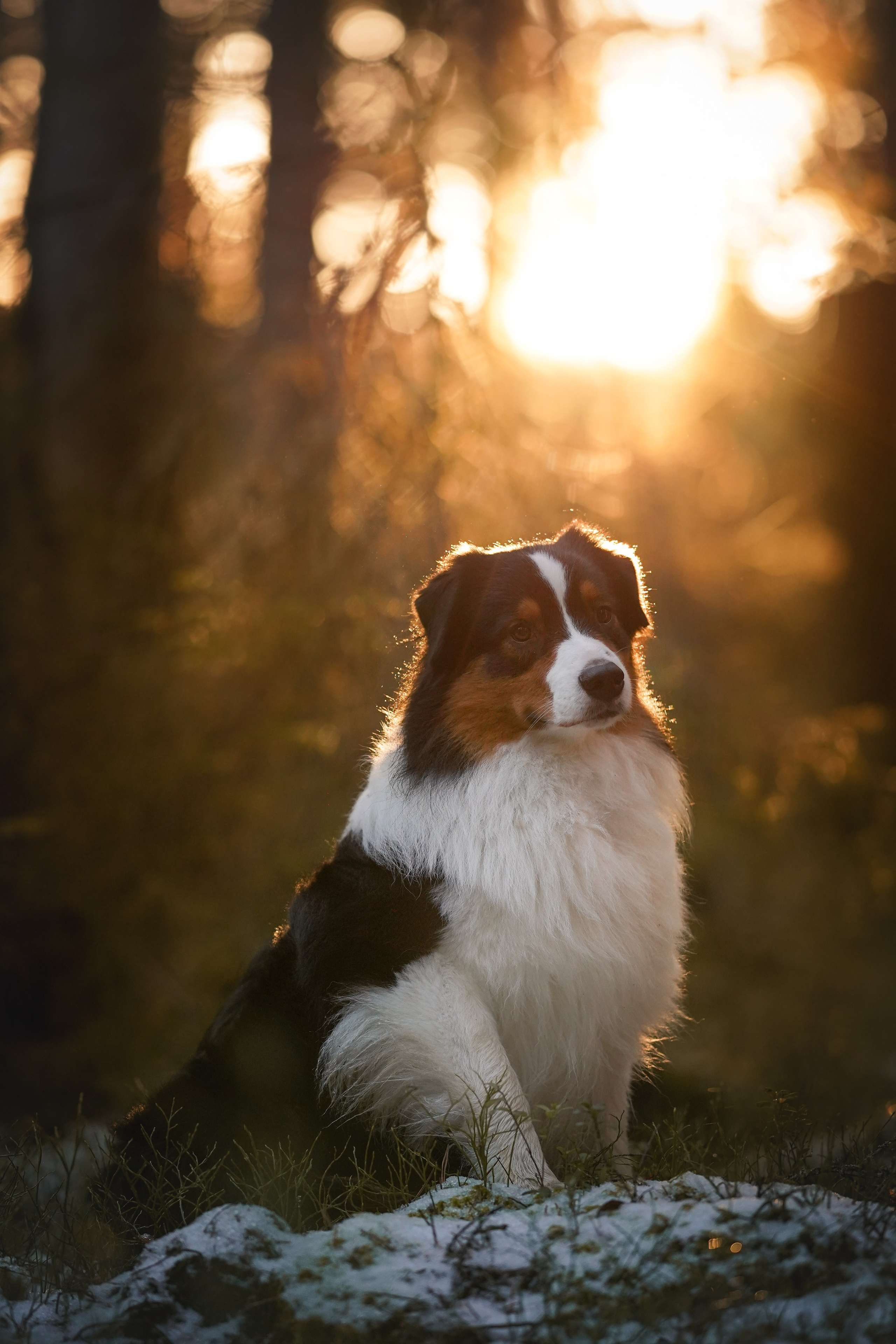 Бэст Айла и Панда. Фотограф-анималист в Санкт-Петербурге Яна Мартынова