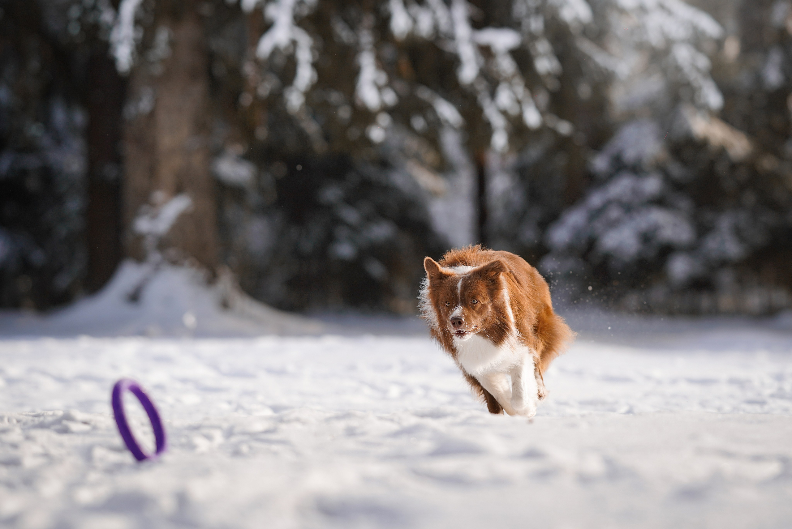 Катя и Ская. Фотограф-анималист в Санкт-Петербурге Яна Мартынова