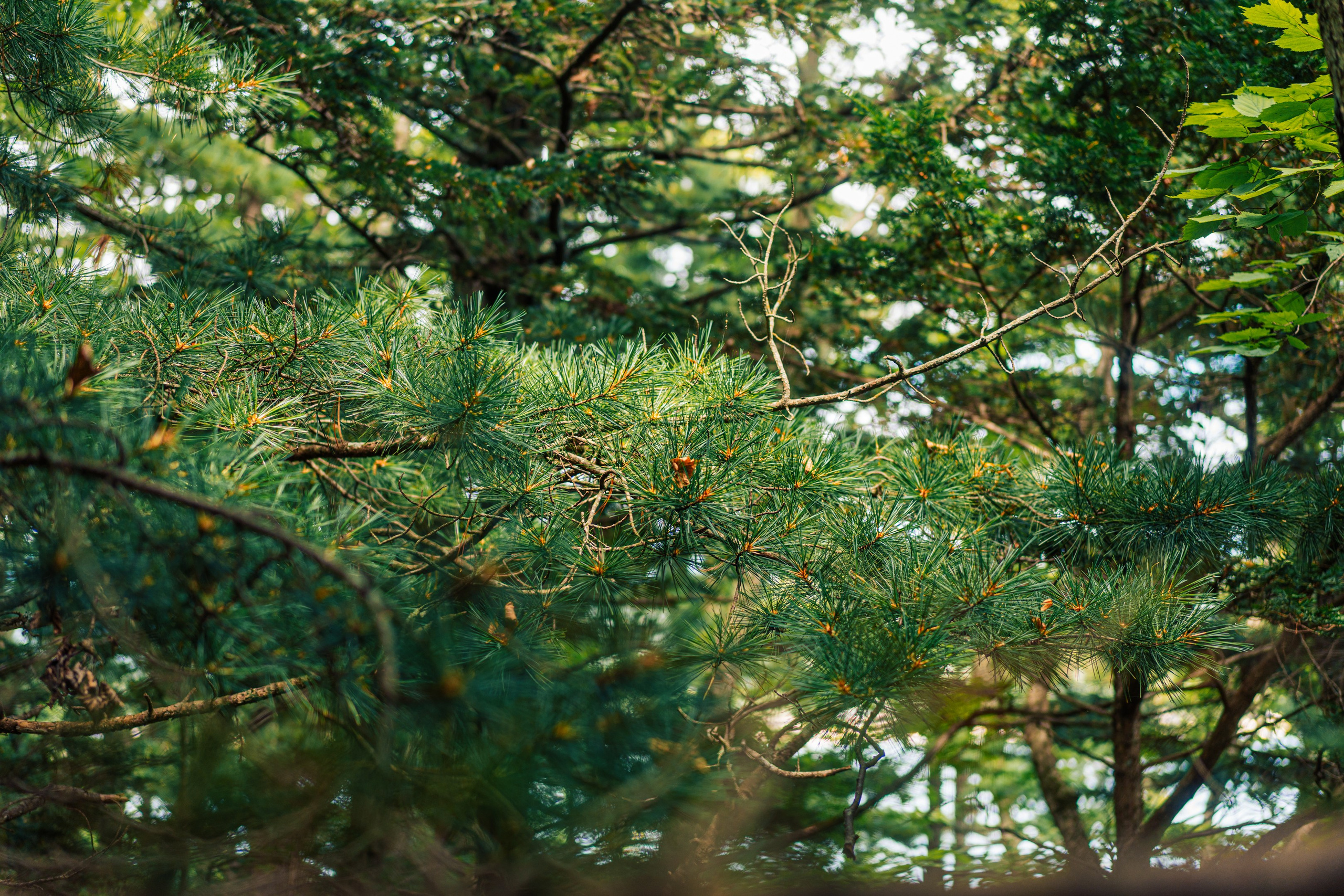 Тисовая роща | Остров Петрова. Иван Зайцев (IZIART) — создание культурного кода через фото и видео