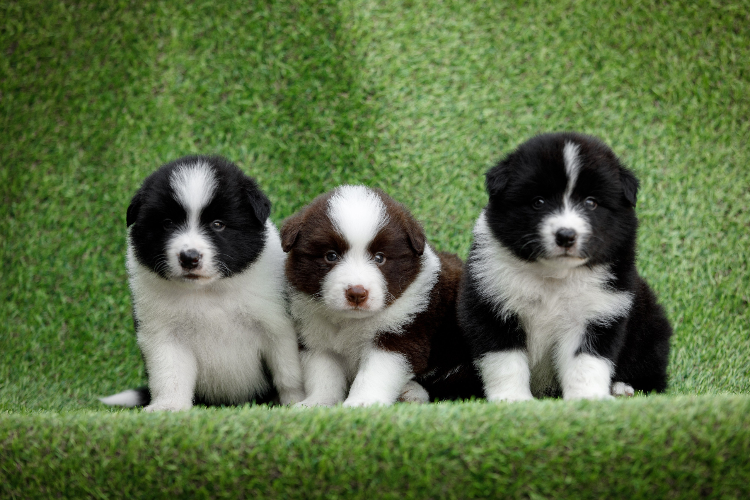 Смешарики. О нас