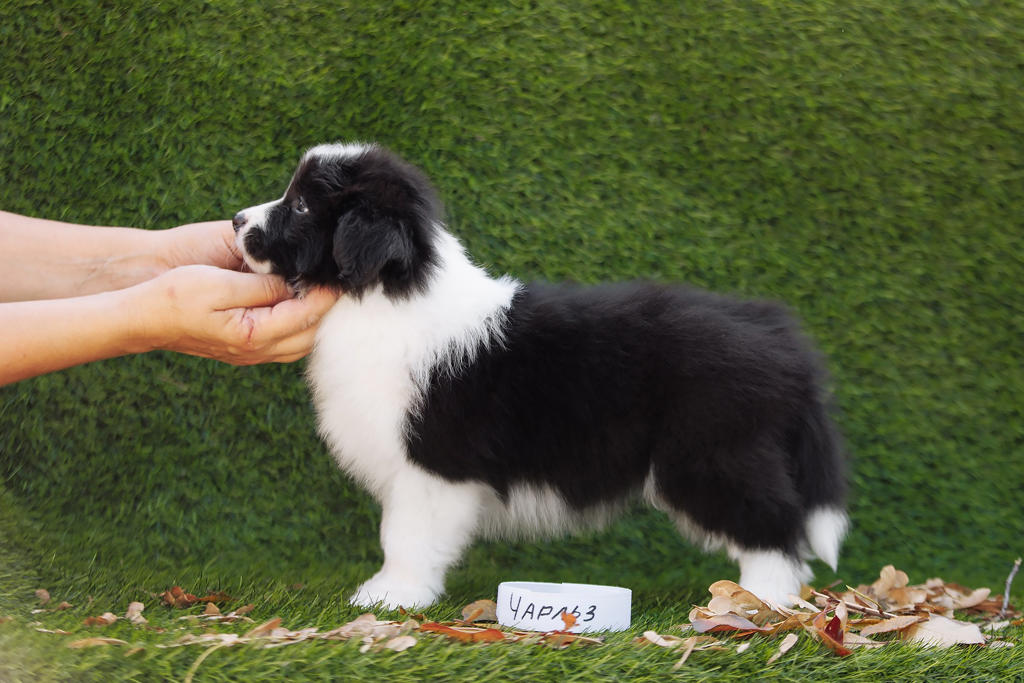 Новый лист. О нас