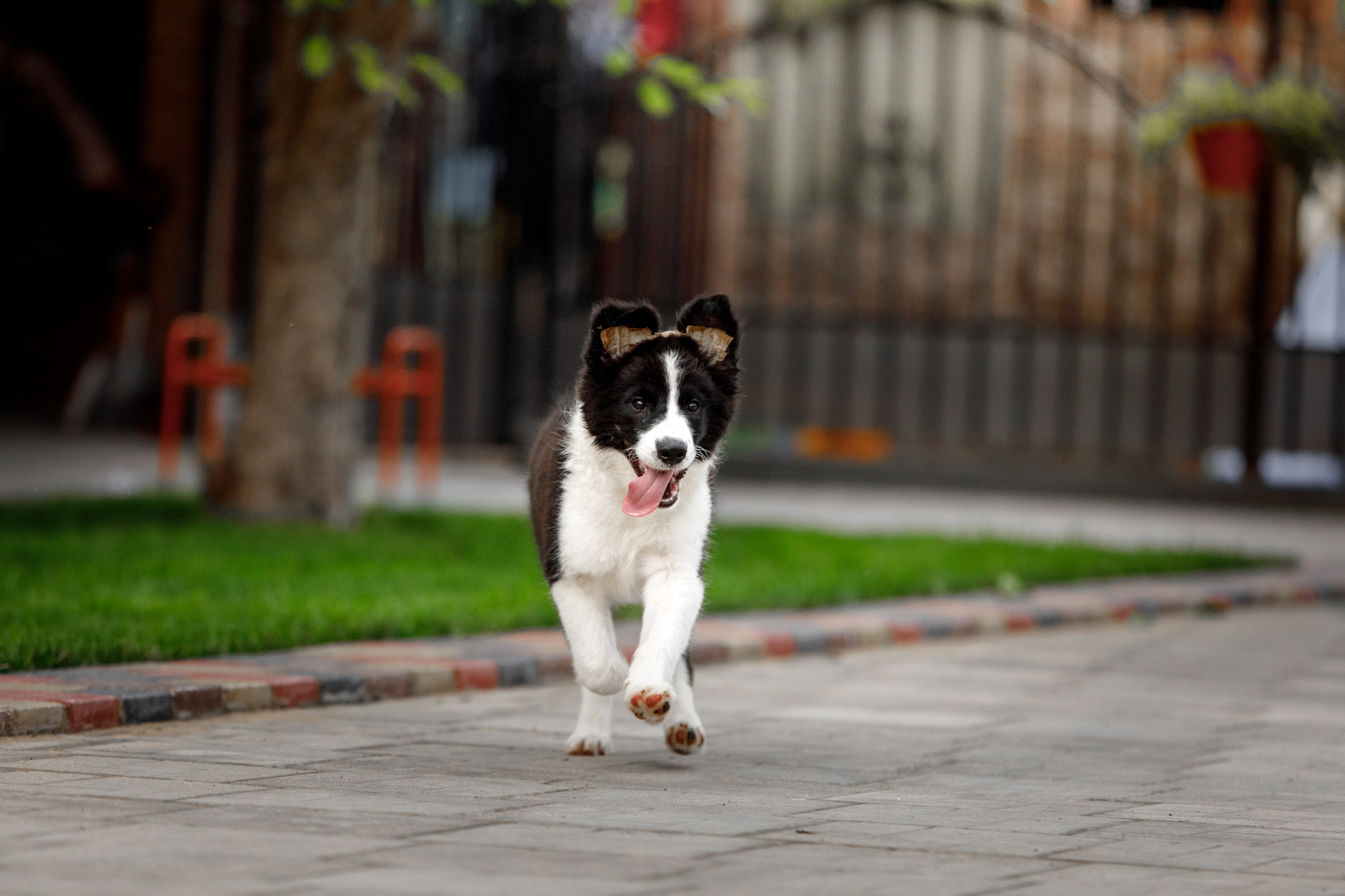 Болтовня в саду. О нас
