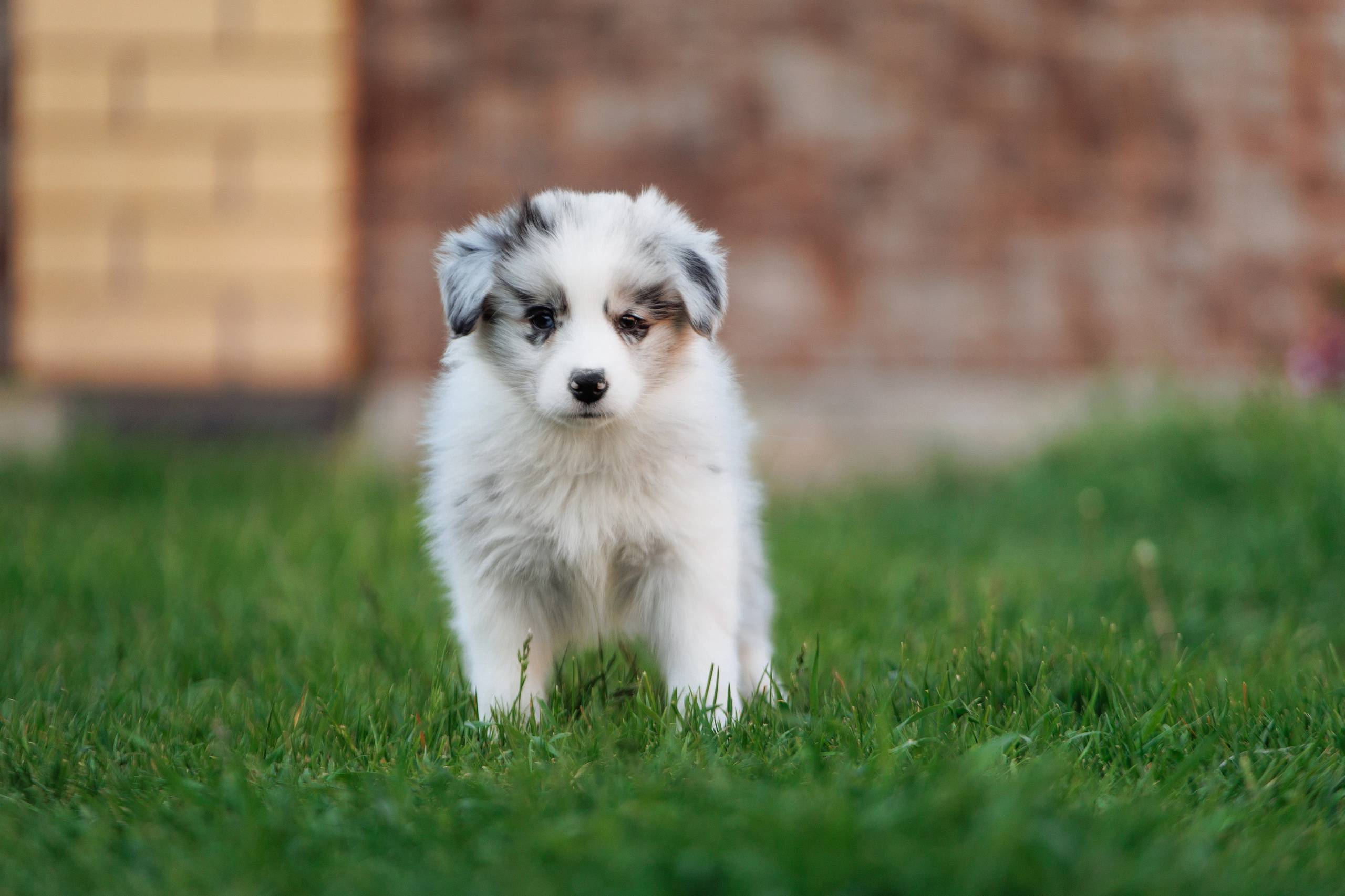 Пушистое. О нас