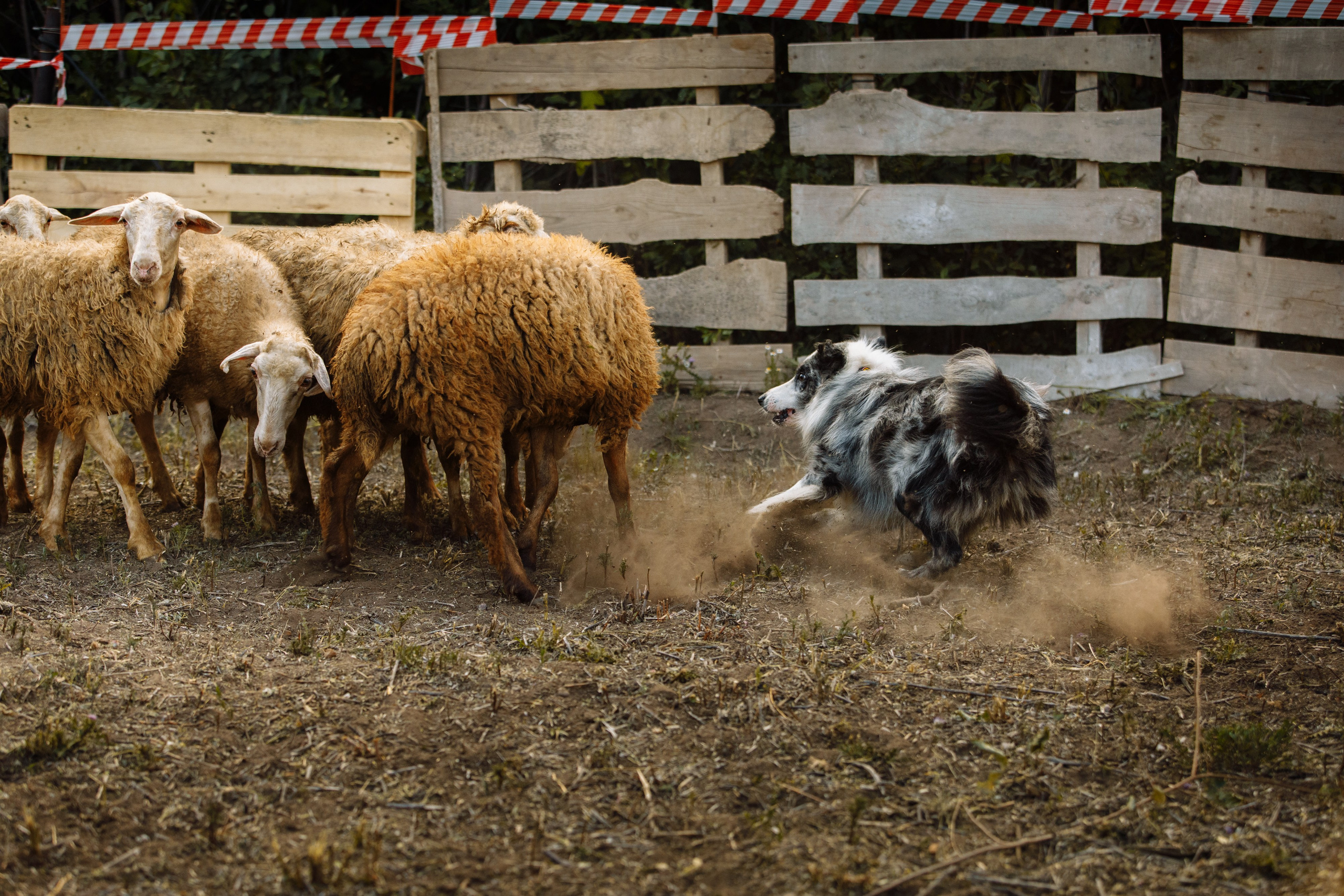 Овечий день. О нас