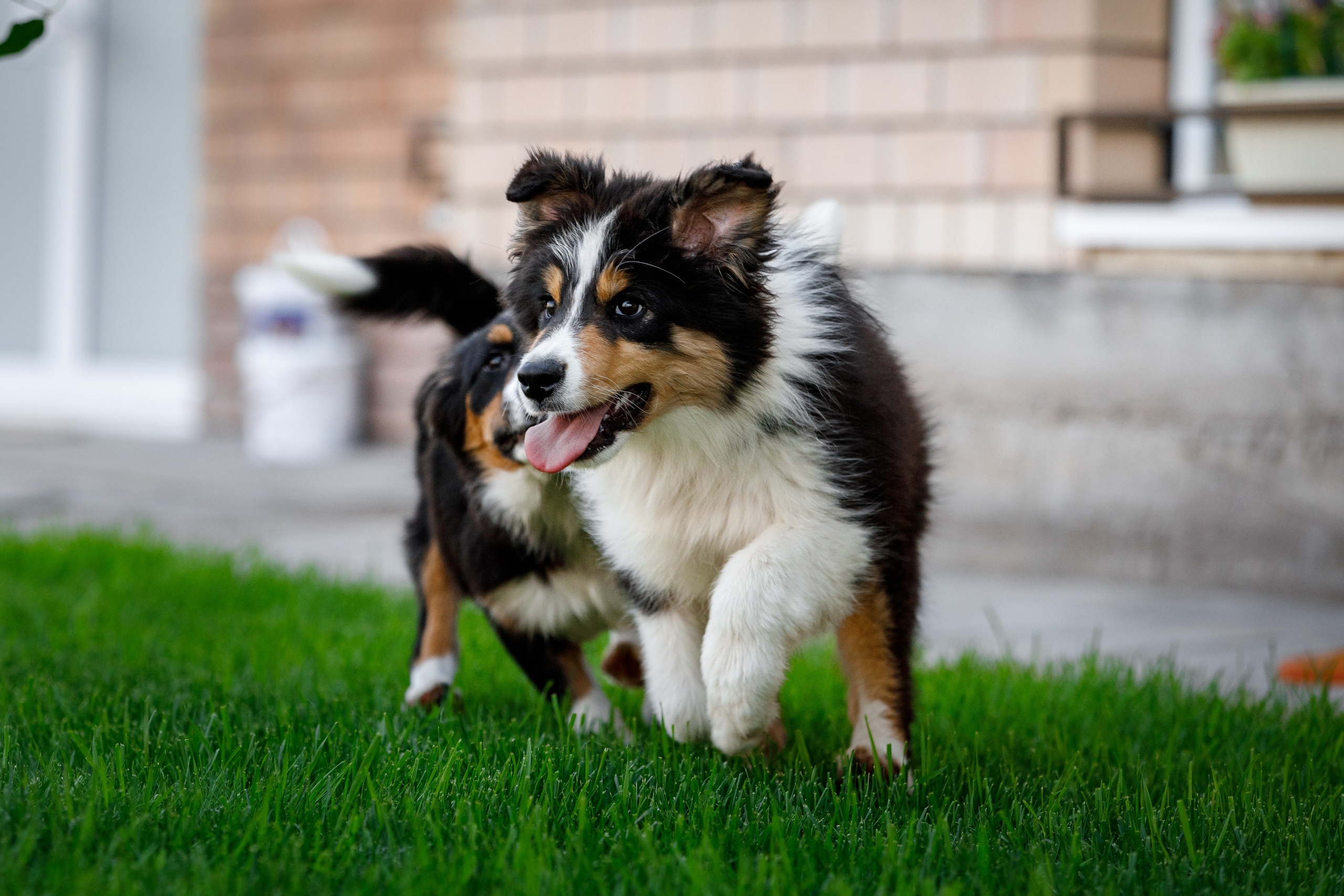 Смешарики. О нас