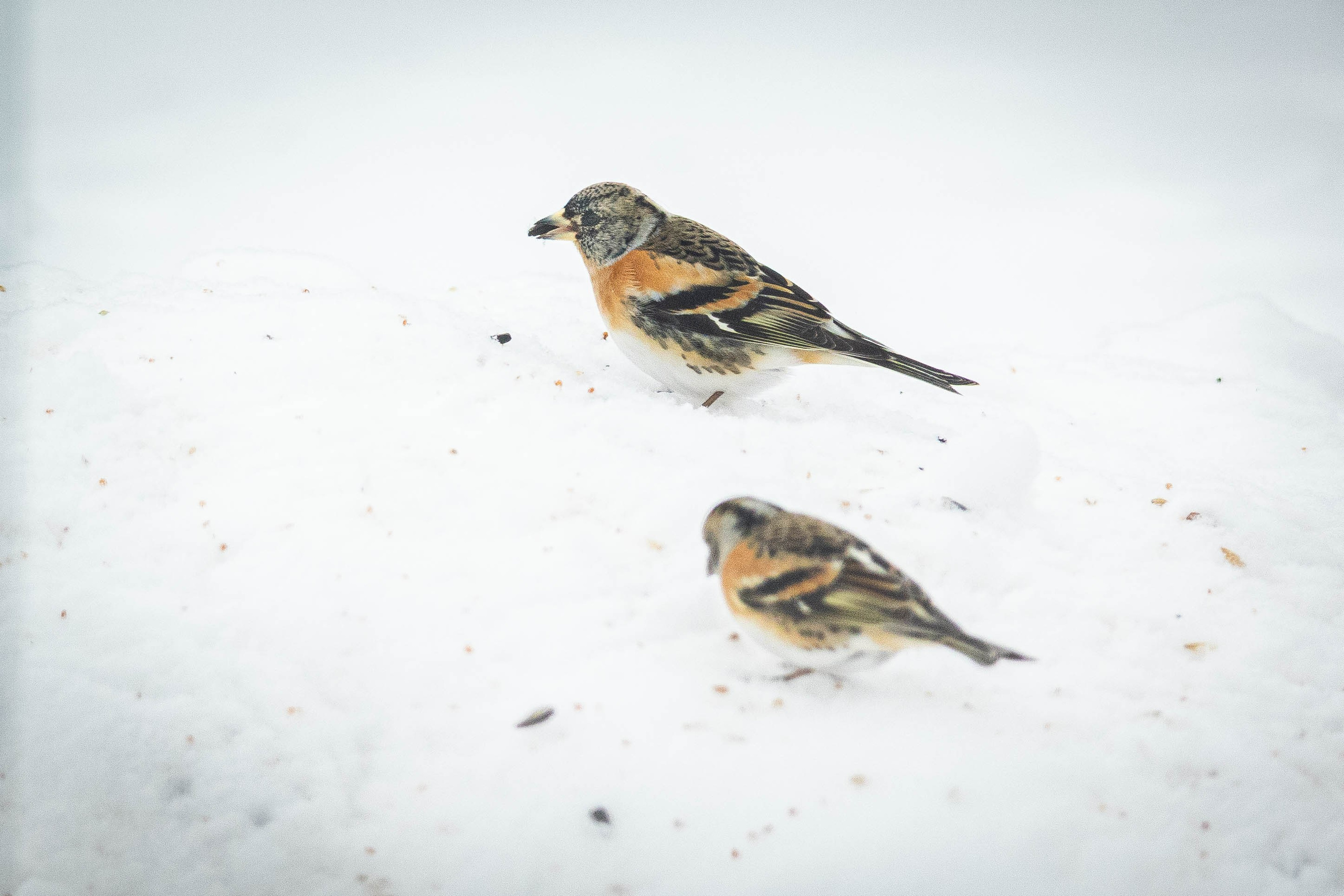 Дикий животный мир. Фотограф-АниМалист Анна Абрамова