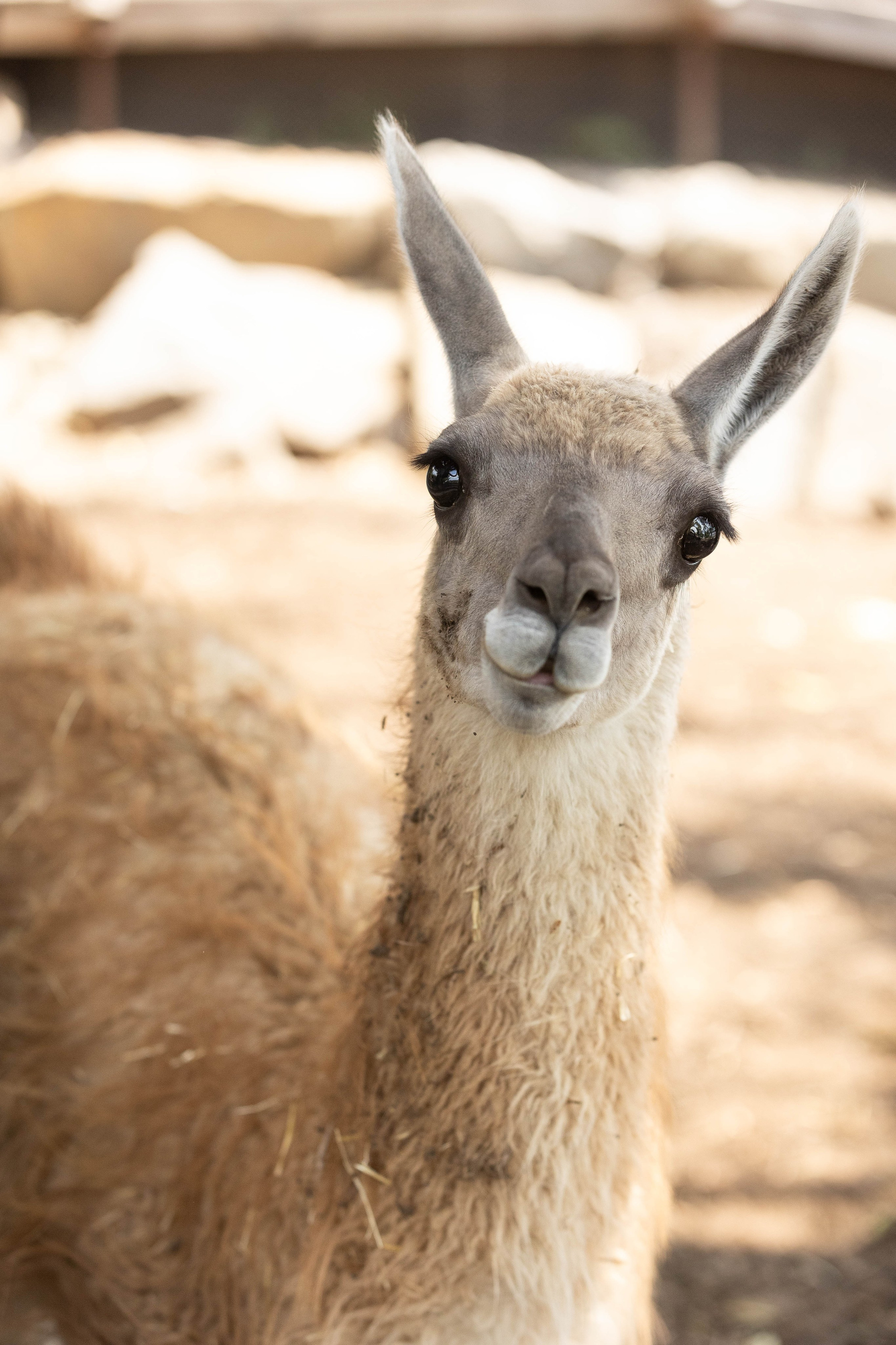 Зоопарк Малинки. Фотограф-АниМалист Анна Абрамова