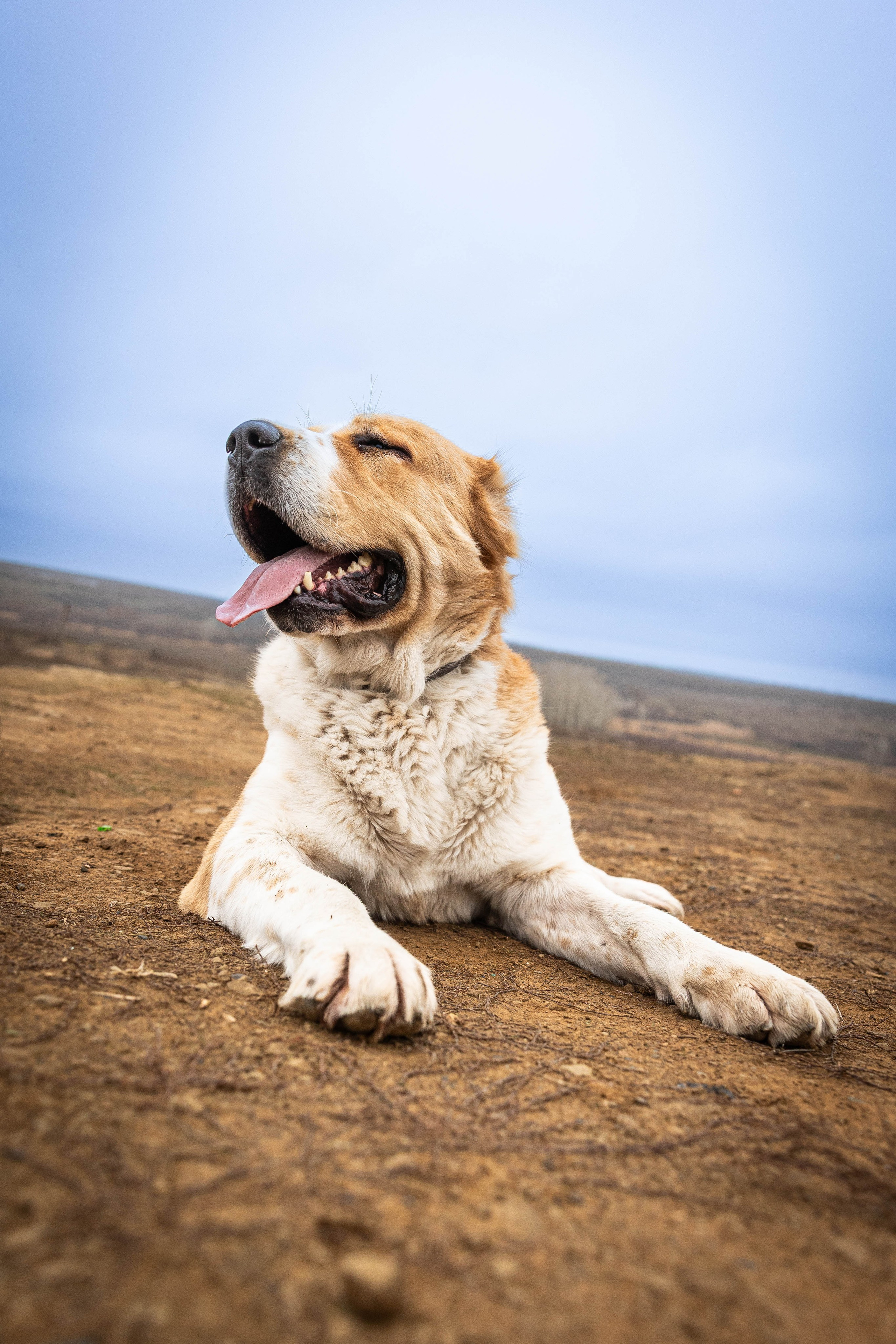 Пальма. Фотограф-АниМалист Анна Абрамова