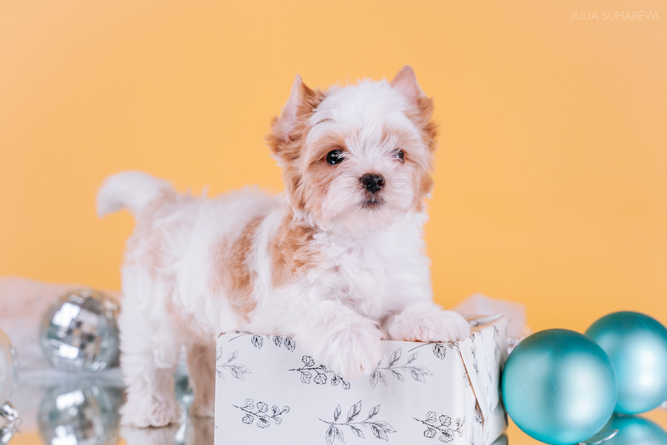 Йоркширский терьер (домашняя съемка). Главная