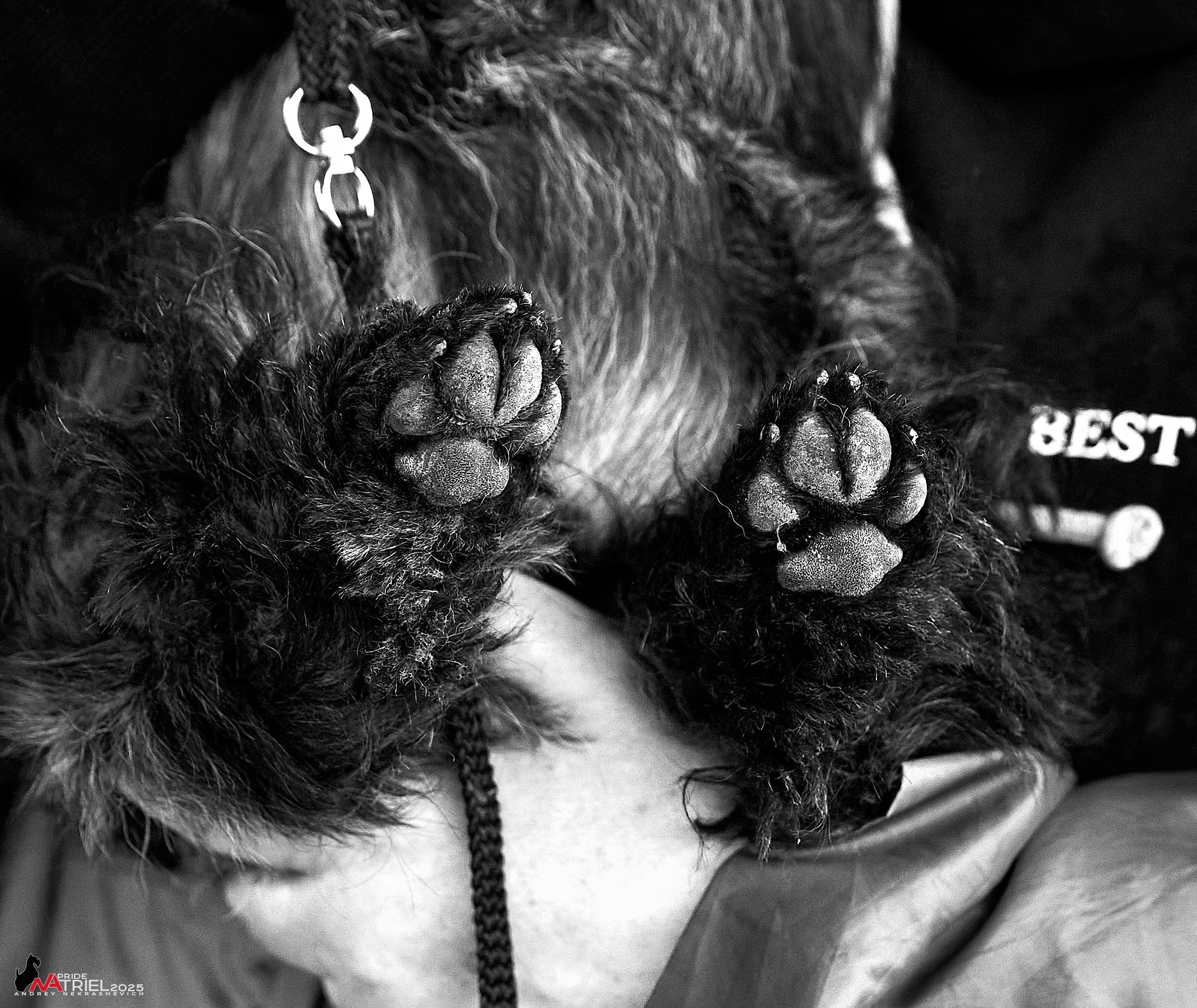 Репортаж с выставки собак