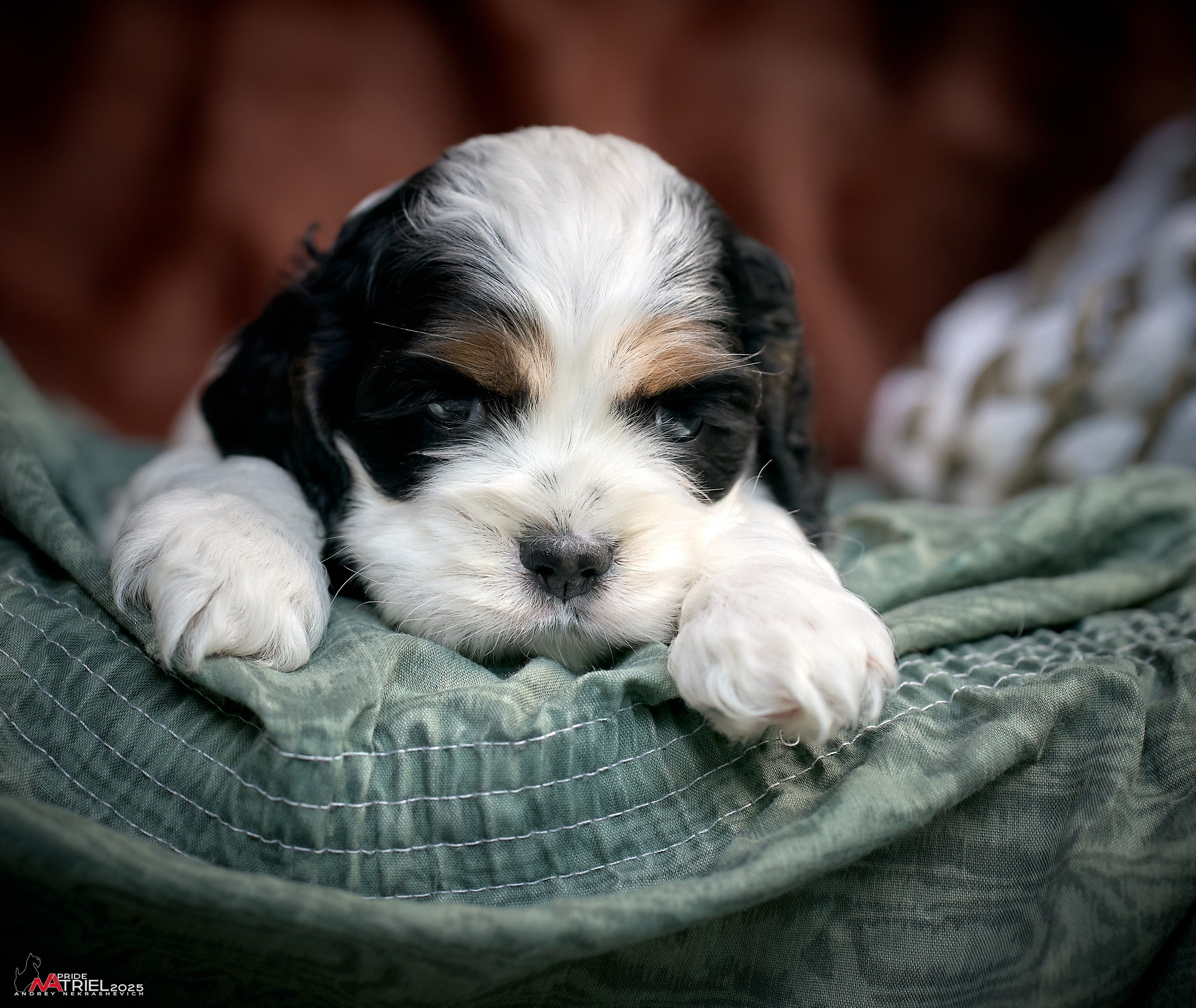 Щенки АмКокеров