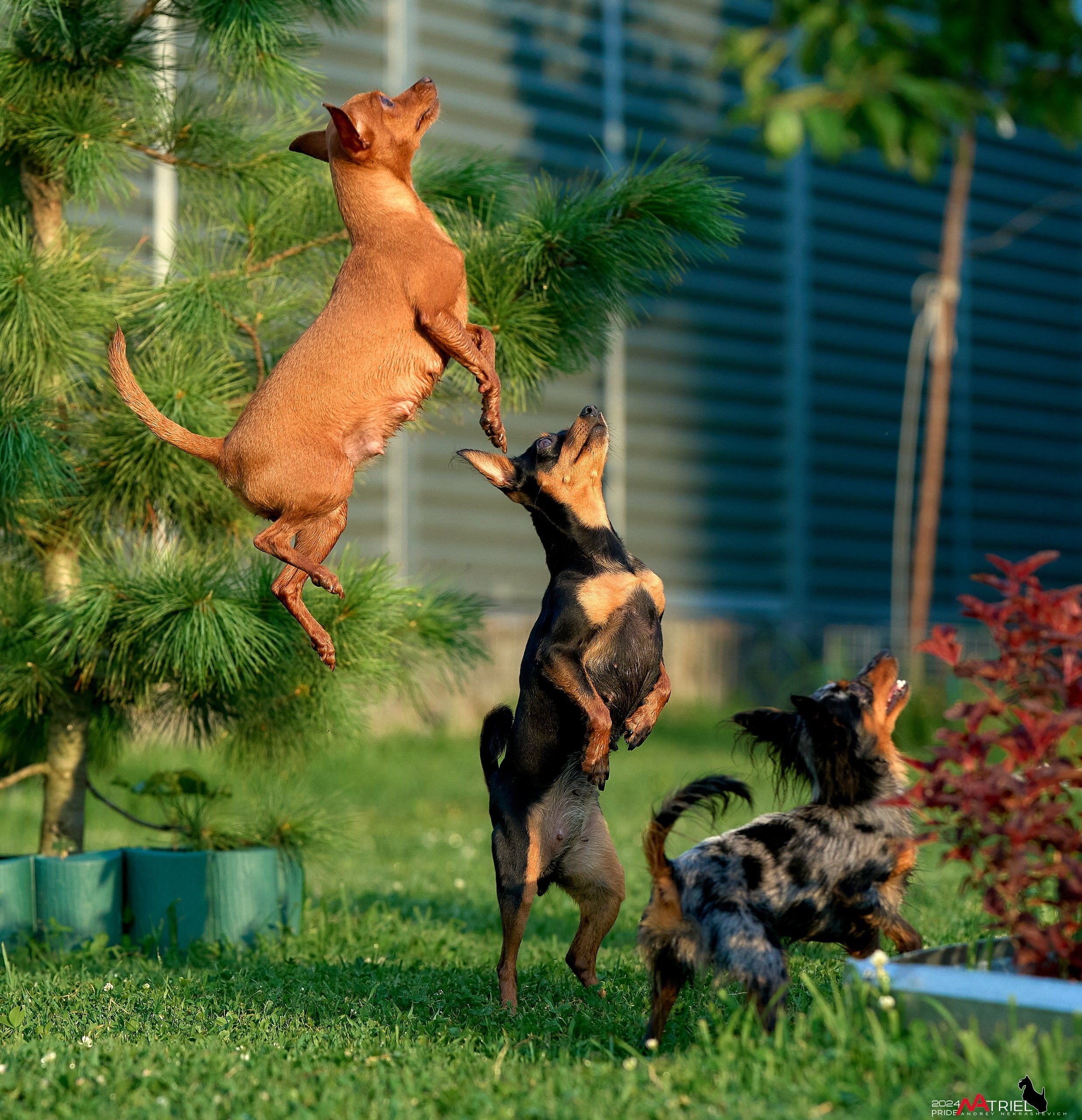 Фотопрогулка с крысариками