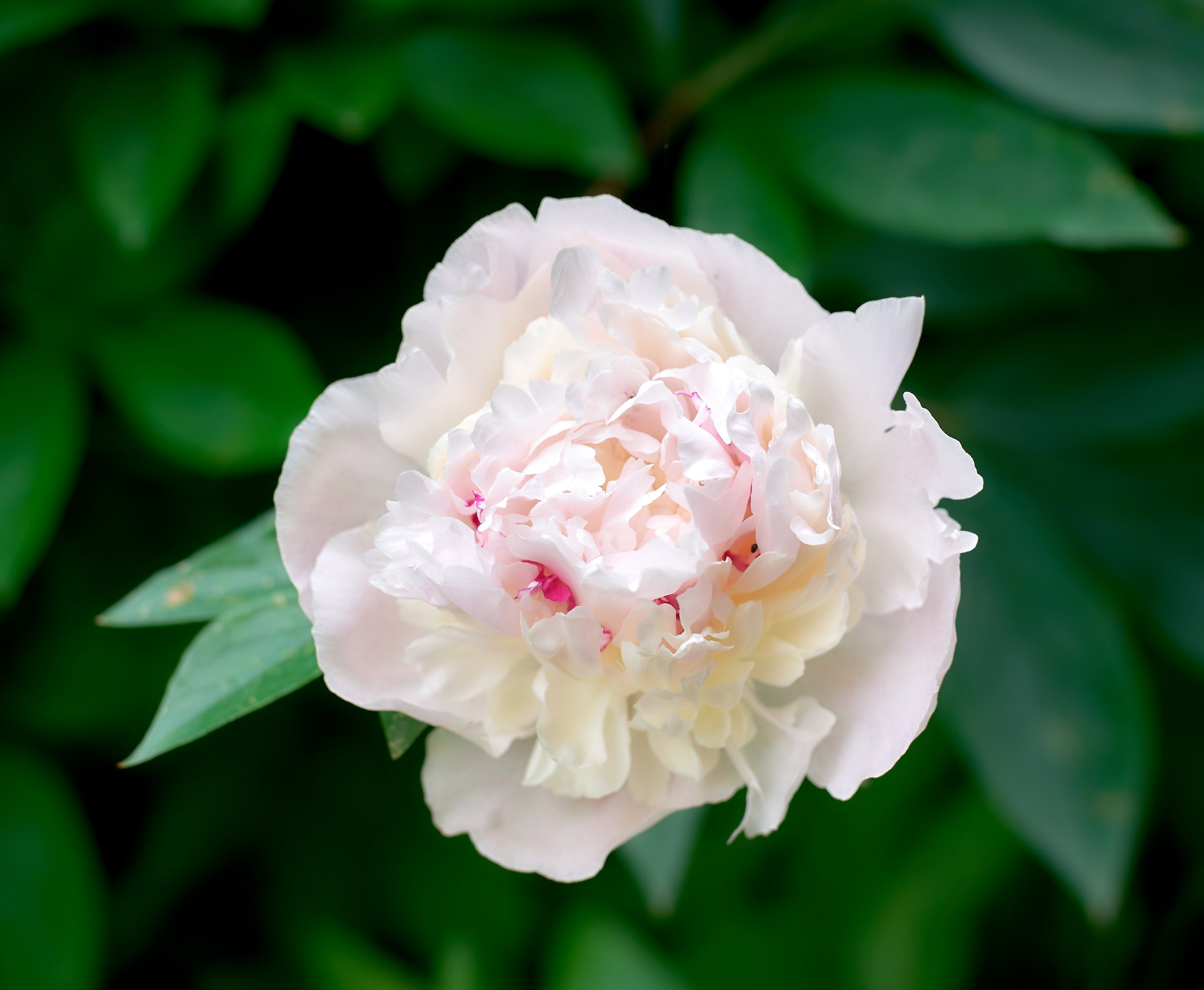 Лютики-цветочки — галерея NATRIEL