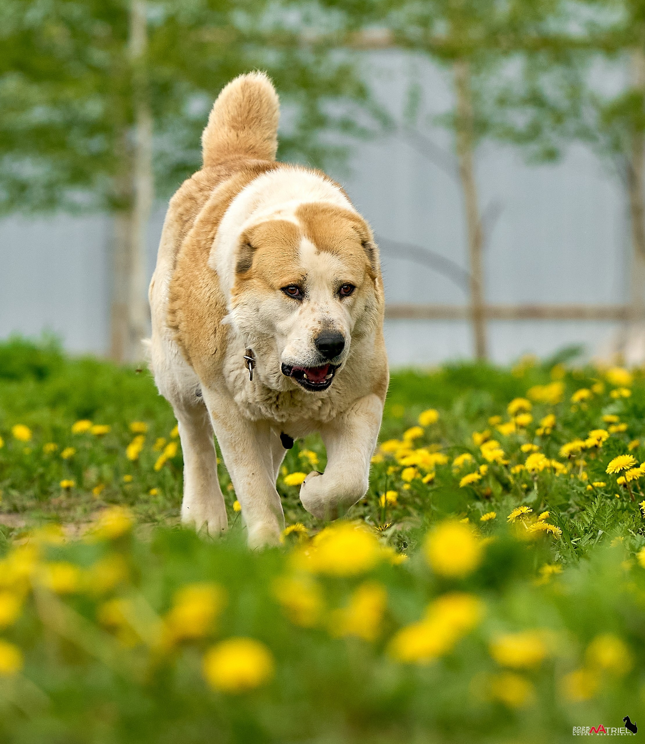 Съемка в питомнике